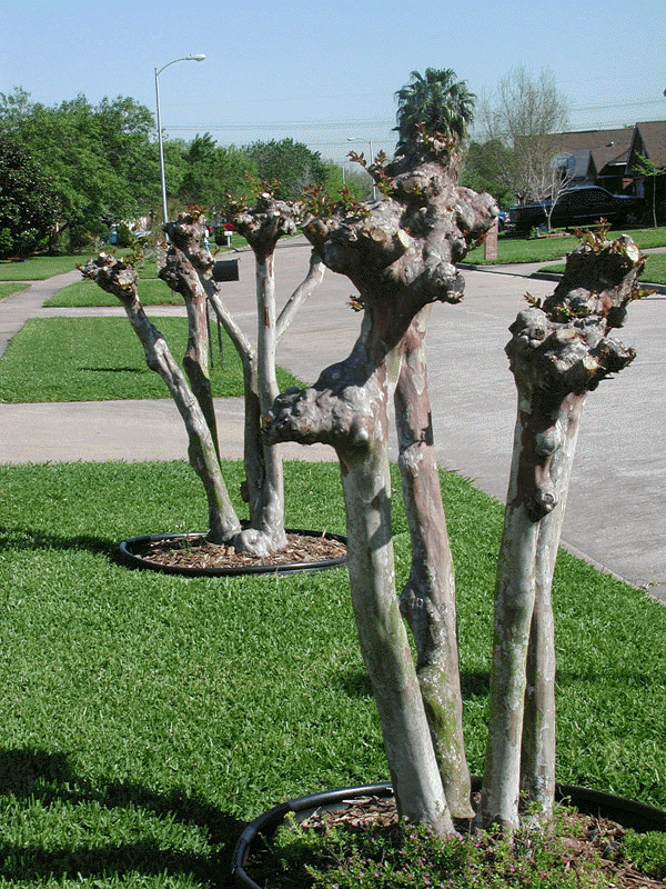 WMJ-2461 Crape_myrtle_severely_pruned.png