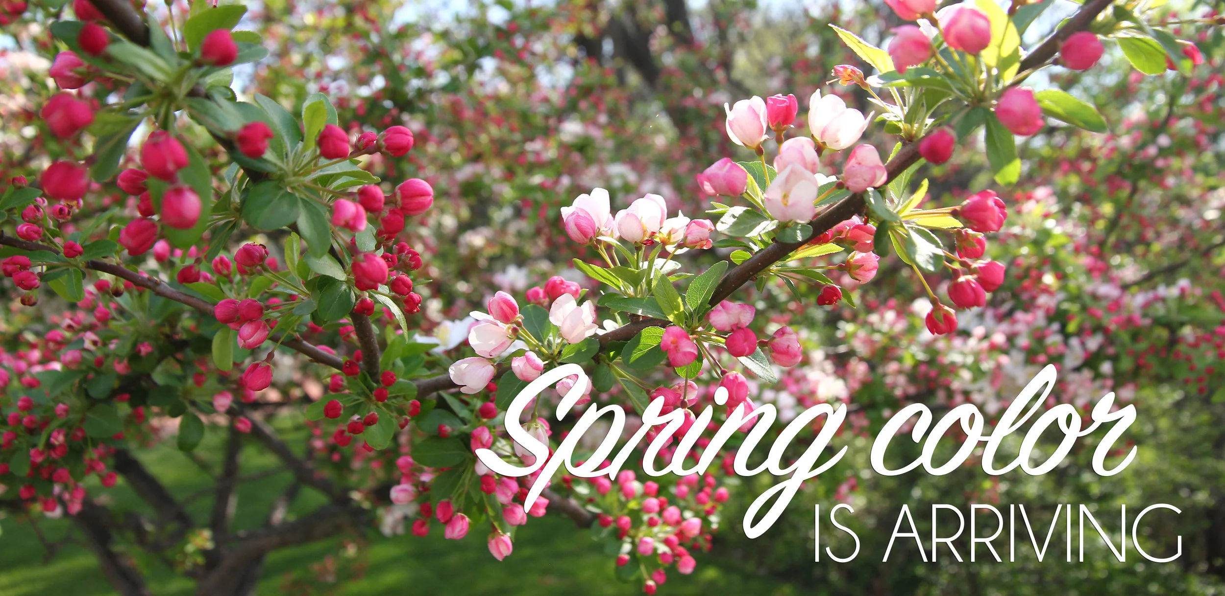 Spring Color.jpg