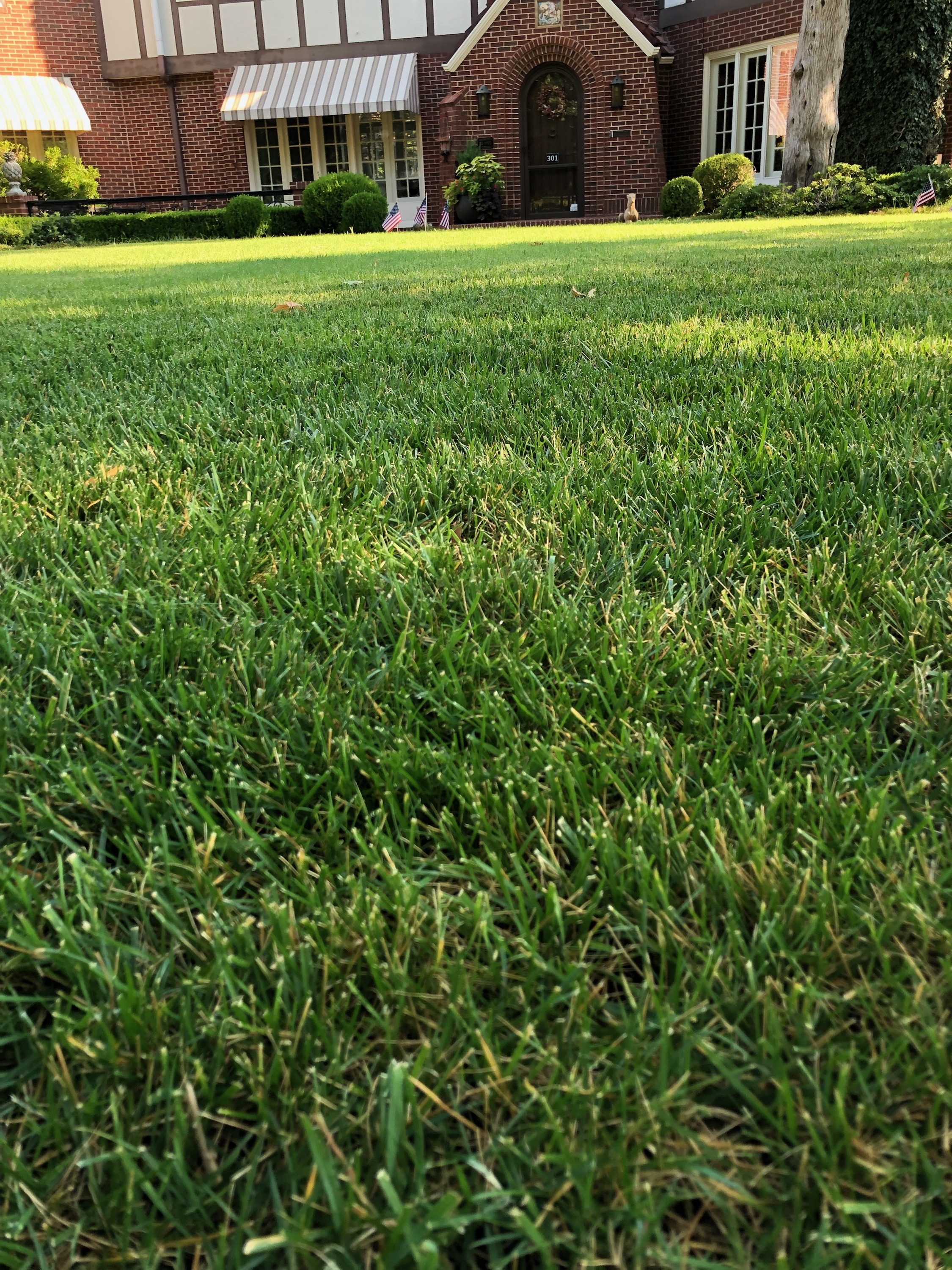 Fescue lawn with dappled sunshine.