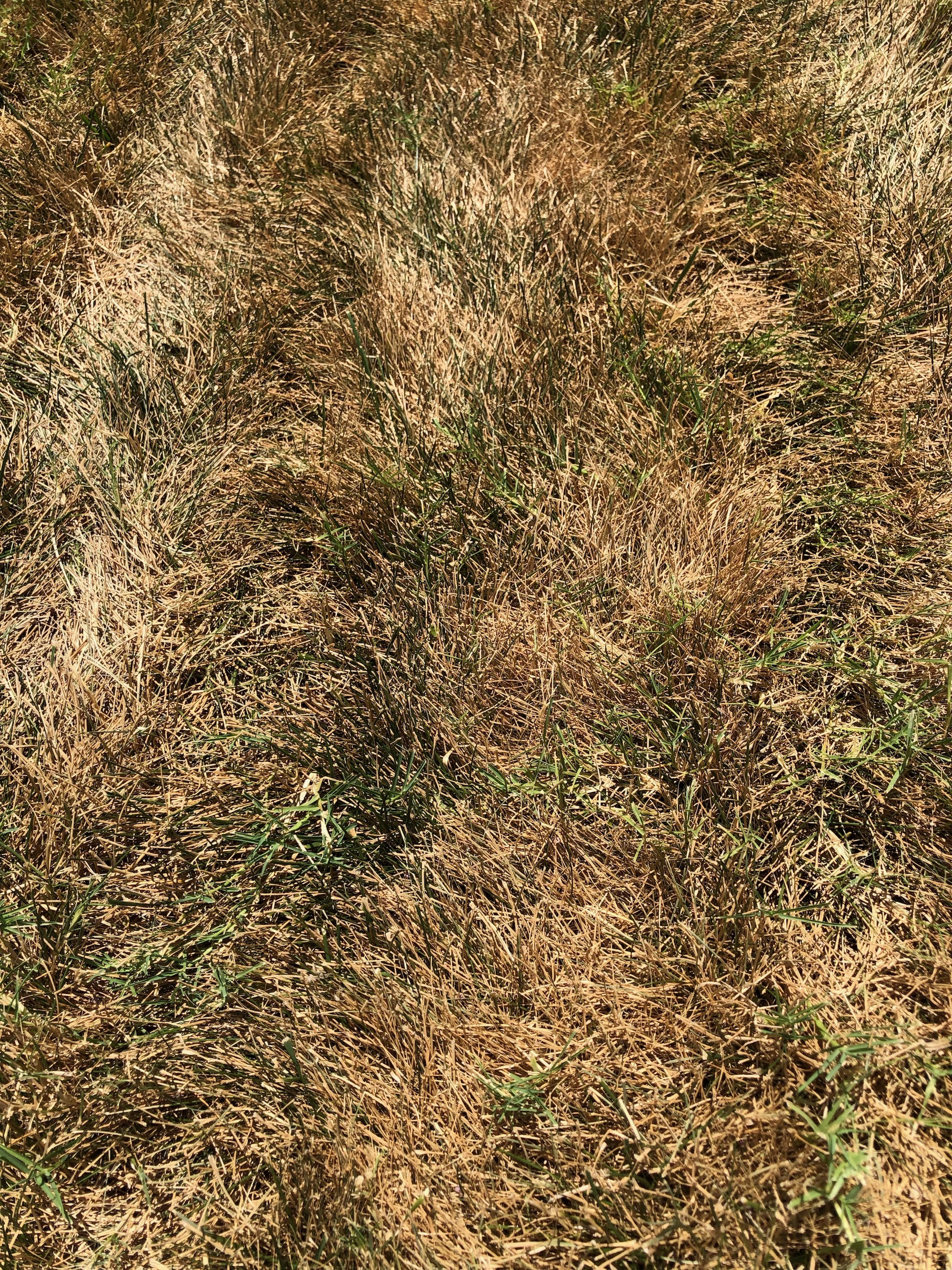 Drought stressed fescue.