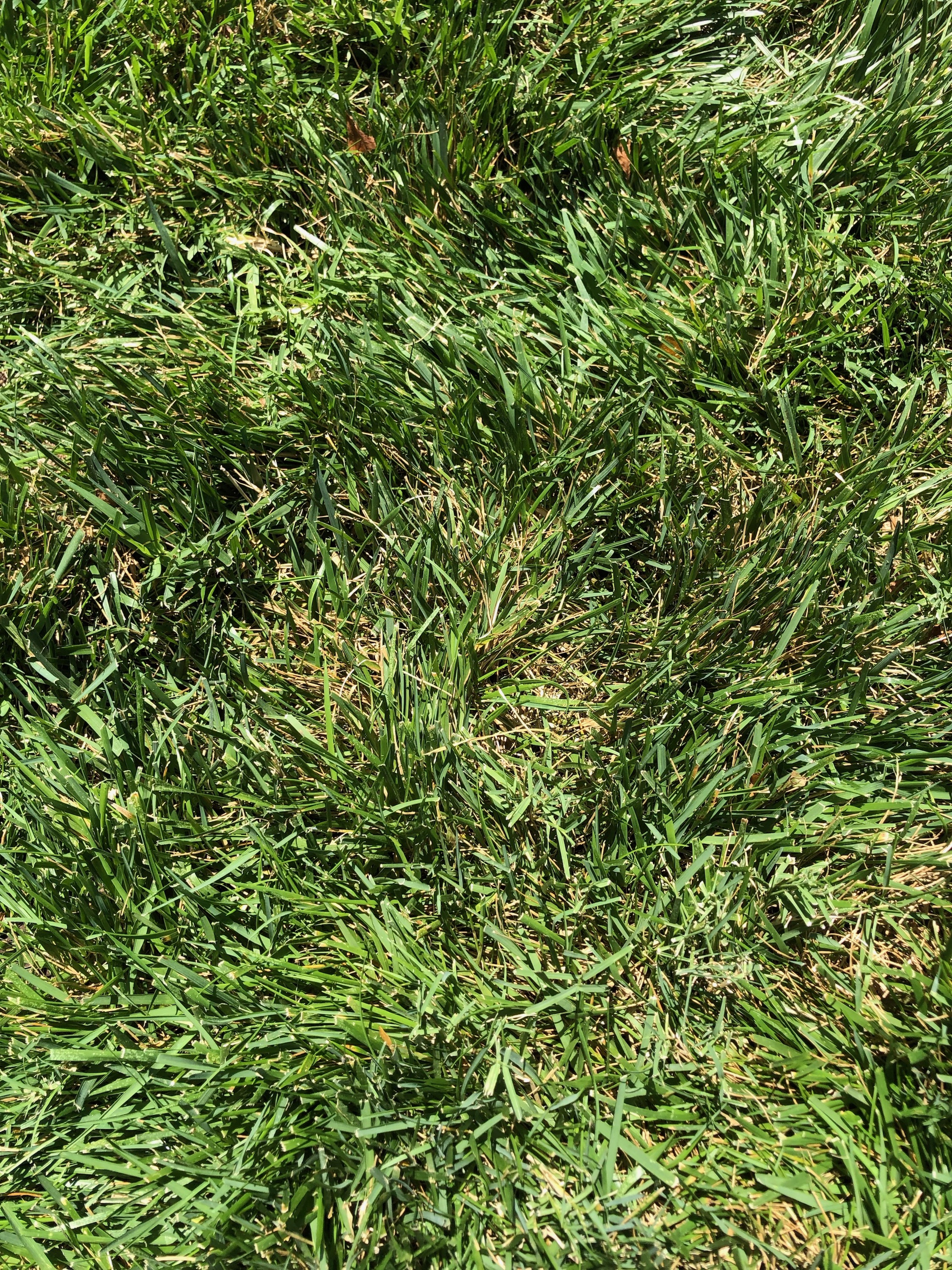 Fescue with a mild case of brown patch.