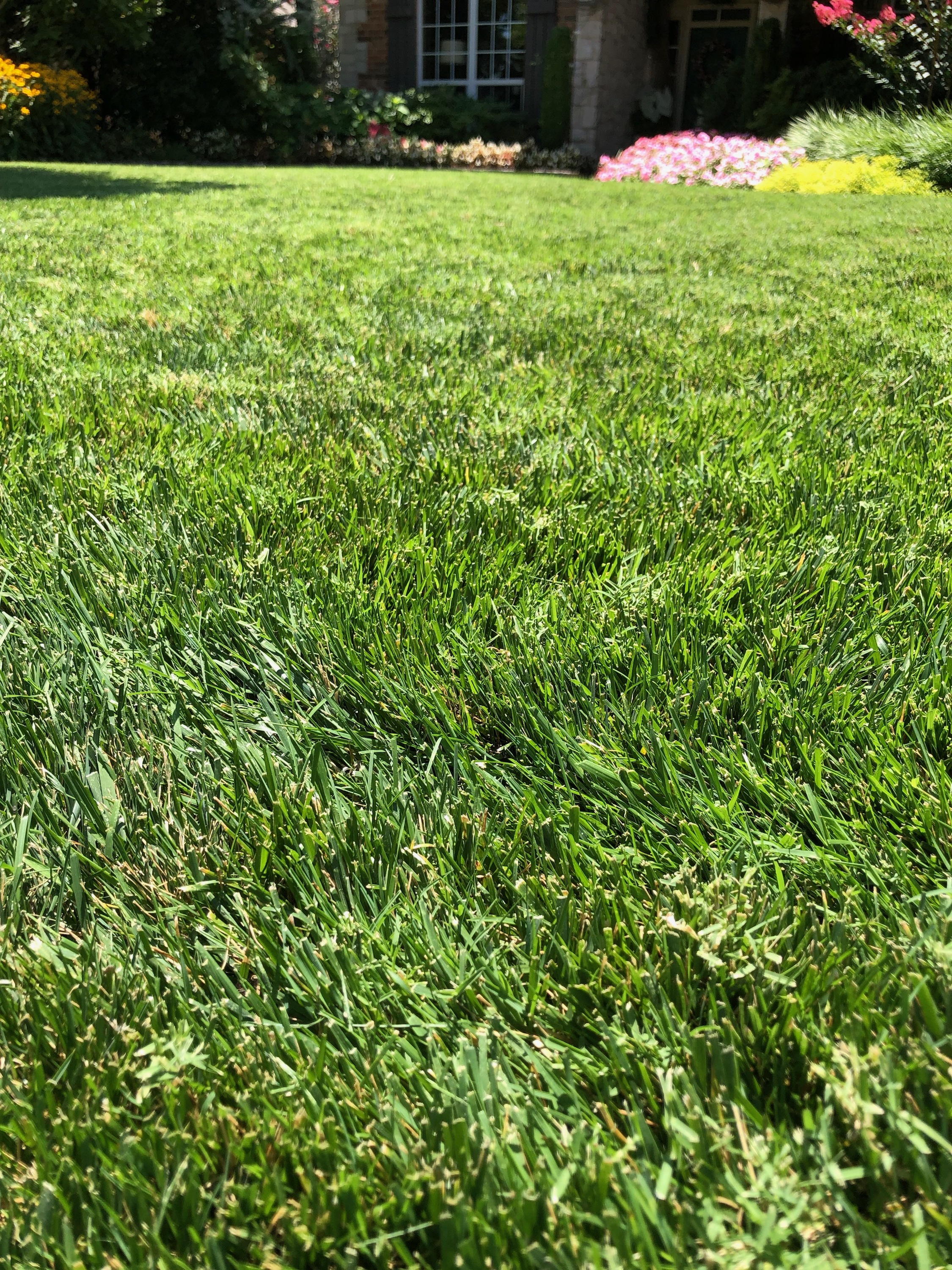 Fescue seeded over Bermuda in full sun in the heat of the year.
