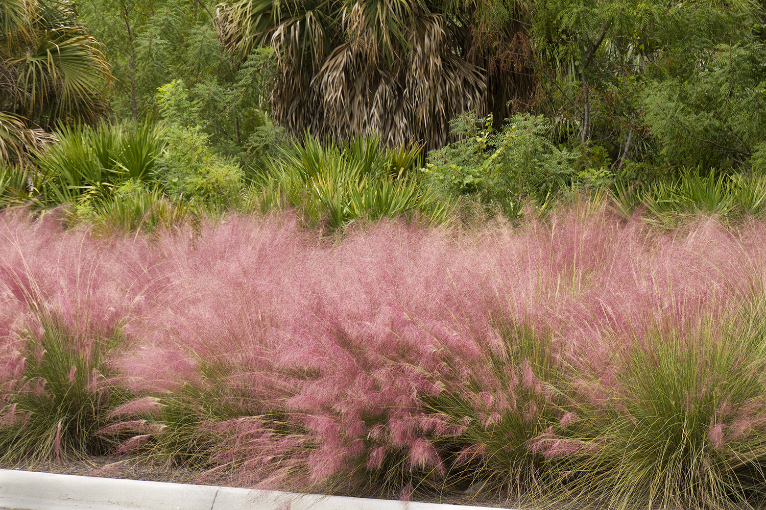 Ornamental Grasses... adding interest to your late summer & fall ...