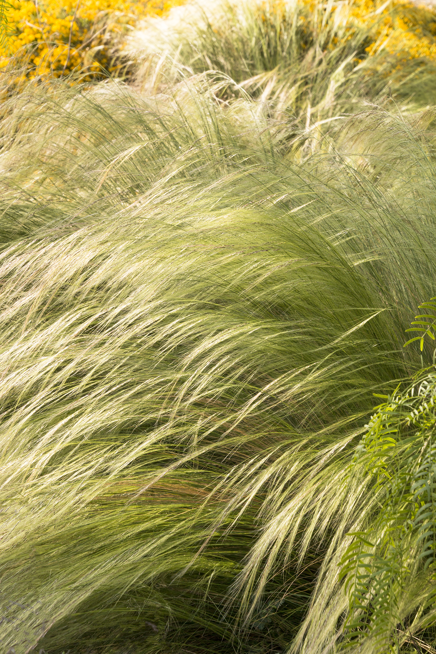 Ornamental Grasses... adding interest to your late summer & fall ...