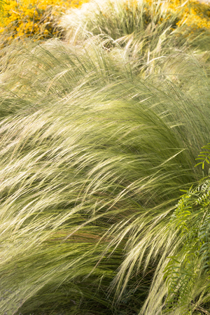 Ornamental Grasses... adding interest to your late summer & fall ...