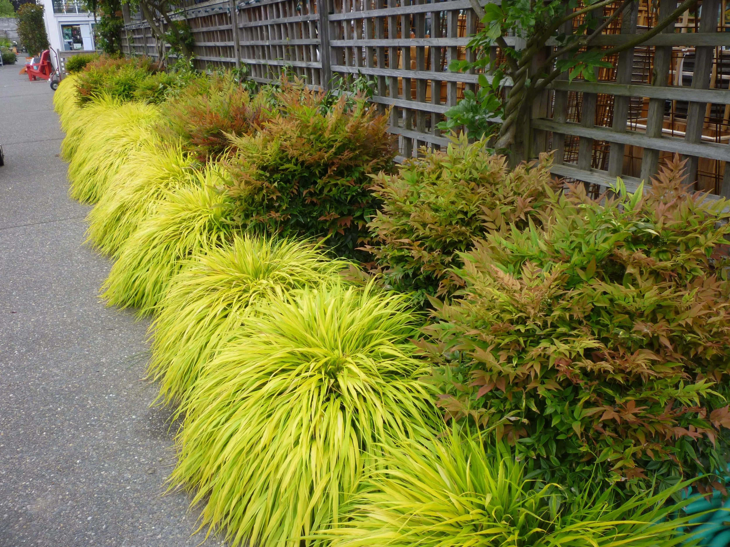 Ornamental Grasses... adding interest to your late summer & fall ...