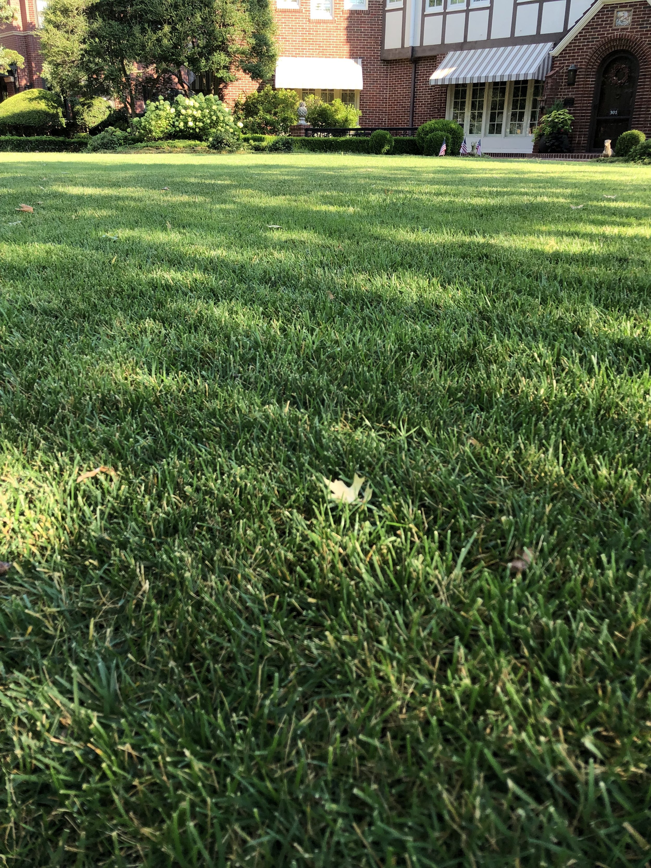 A fescue lawn in dappled sunlight.