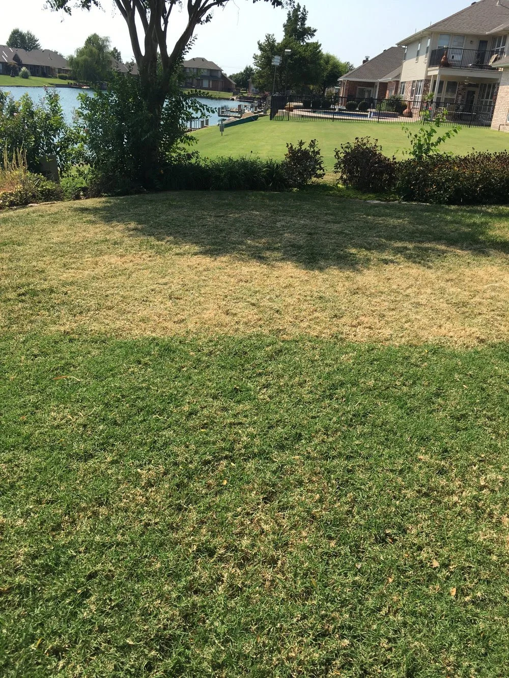 Fescue 4 weeks after treatment to control bermuda just before overseeding in September.