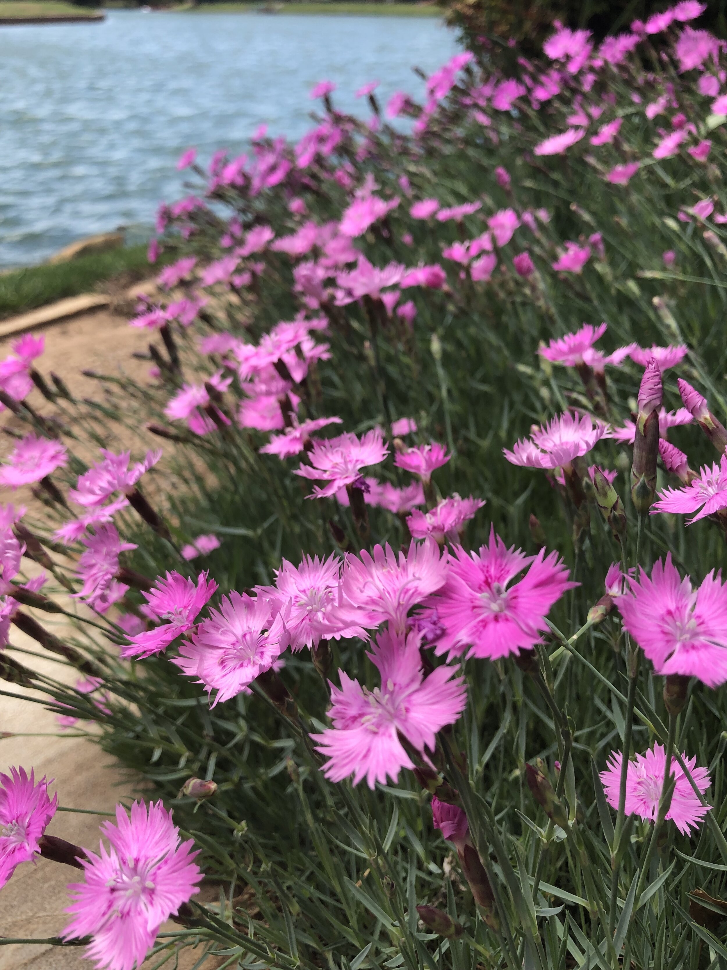Plant perennials in the fall for great early blooms next spring.