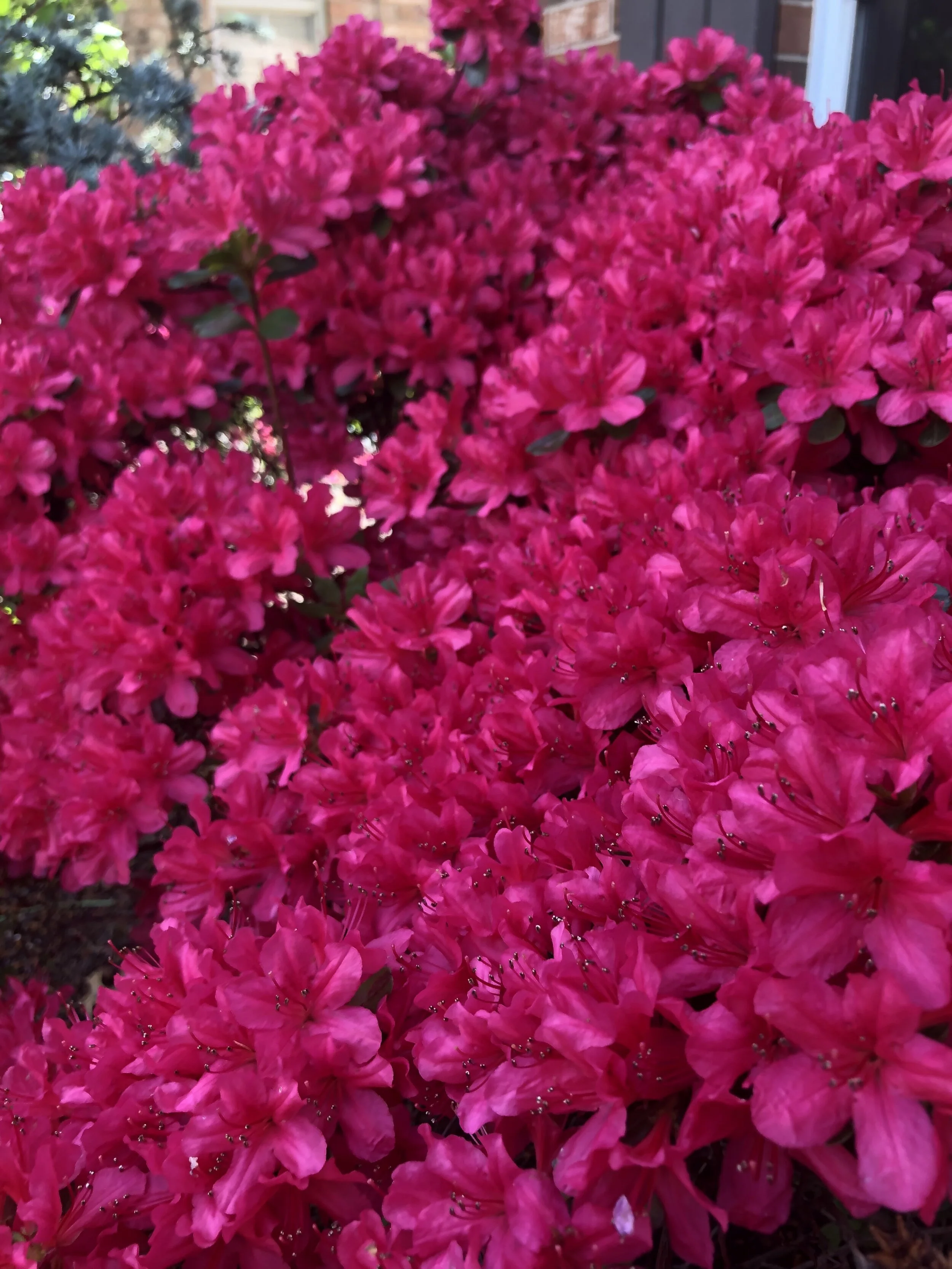 When azalea are planted in the fall the establish roots and bloom well the next spring.