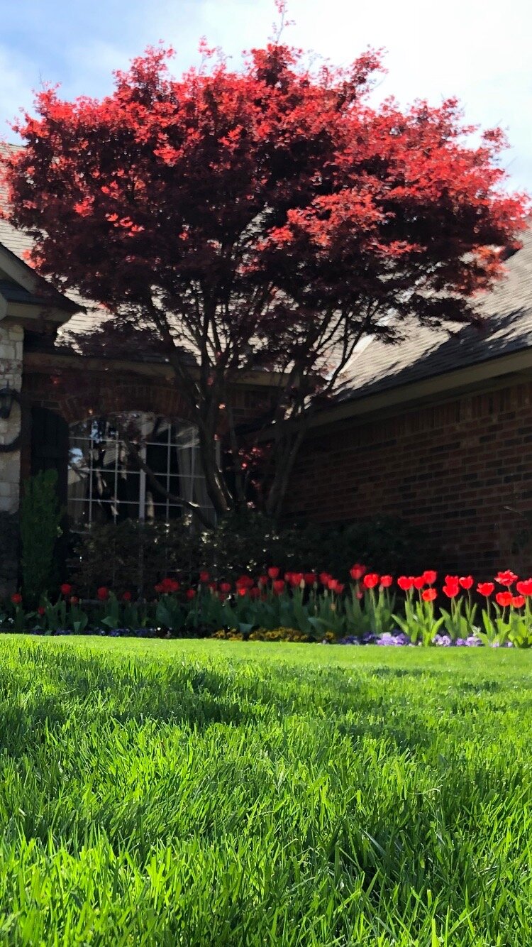 Plant a Japanese Maple this fall and have more red in your landscape next spring when leaves emerge.