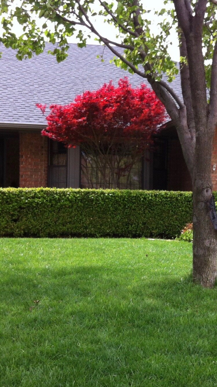 Japanese Maple in the spring.