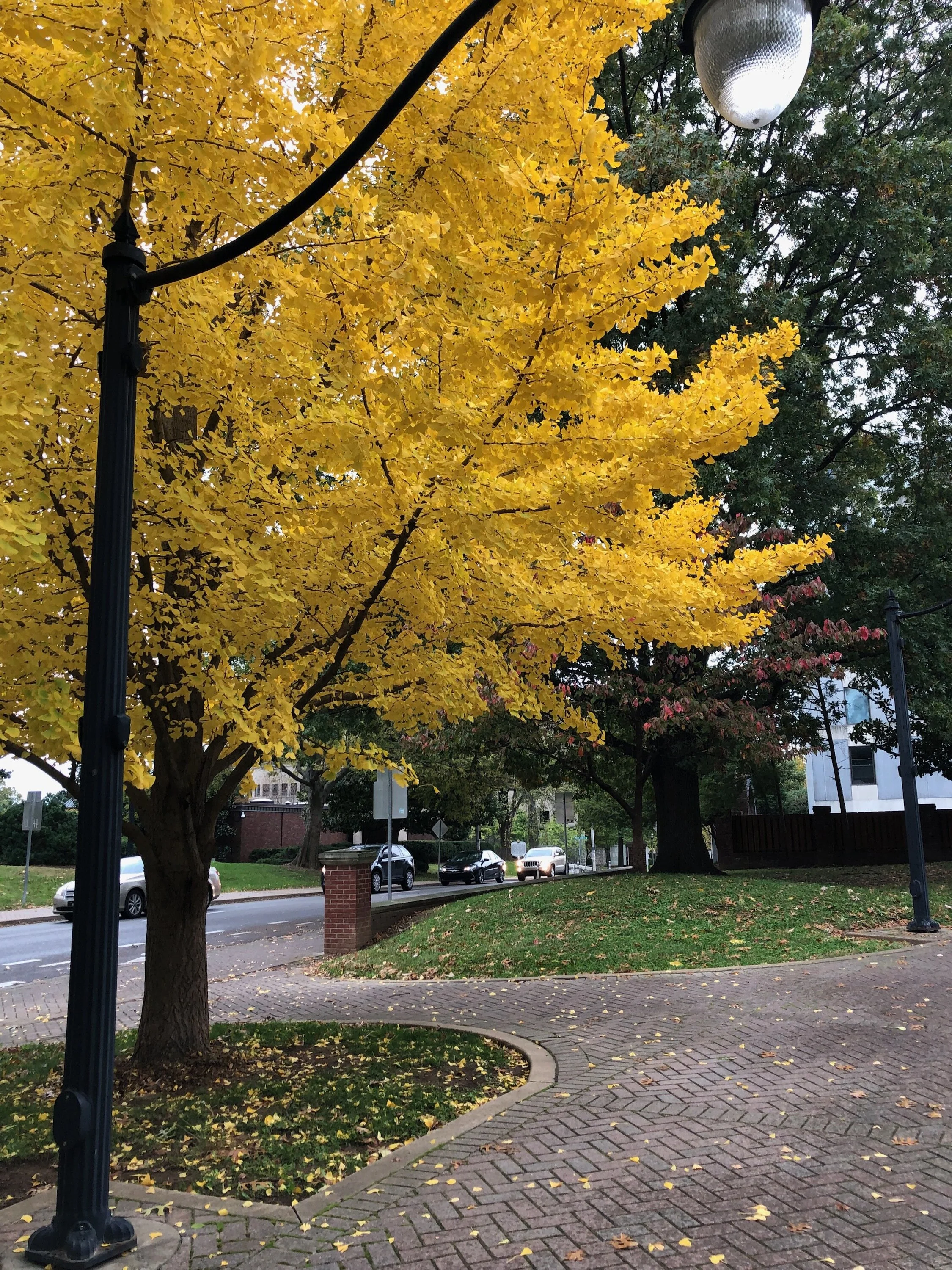 Ginkgo – An underused, 40-60’ tree that does very well in street plantings. The Ginkgo has a distinct, fan shaped, irregularly notched leaf that could lay claim to the best yellow fall color.