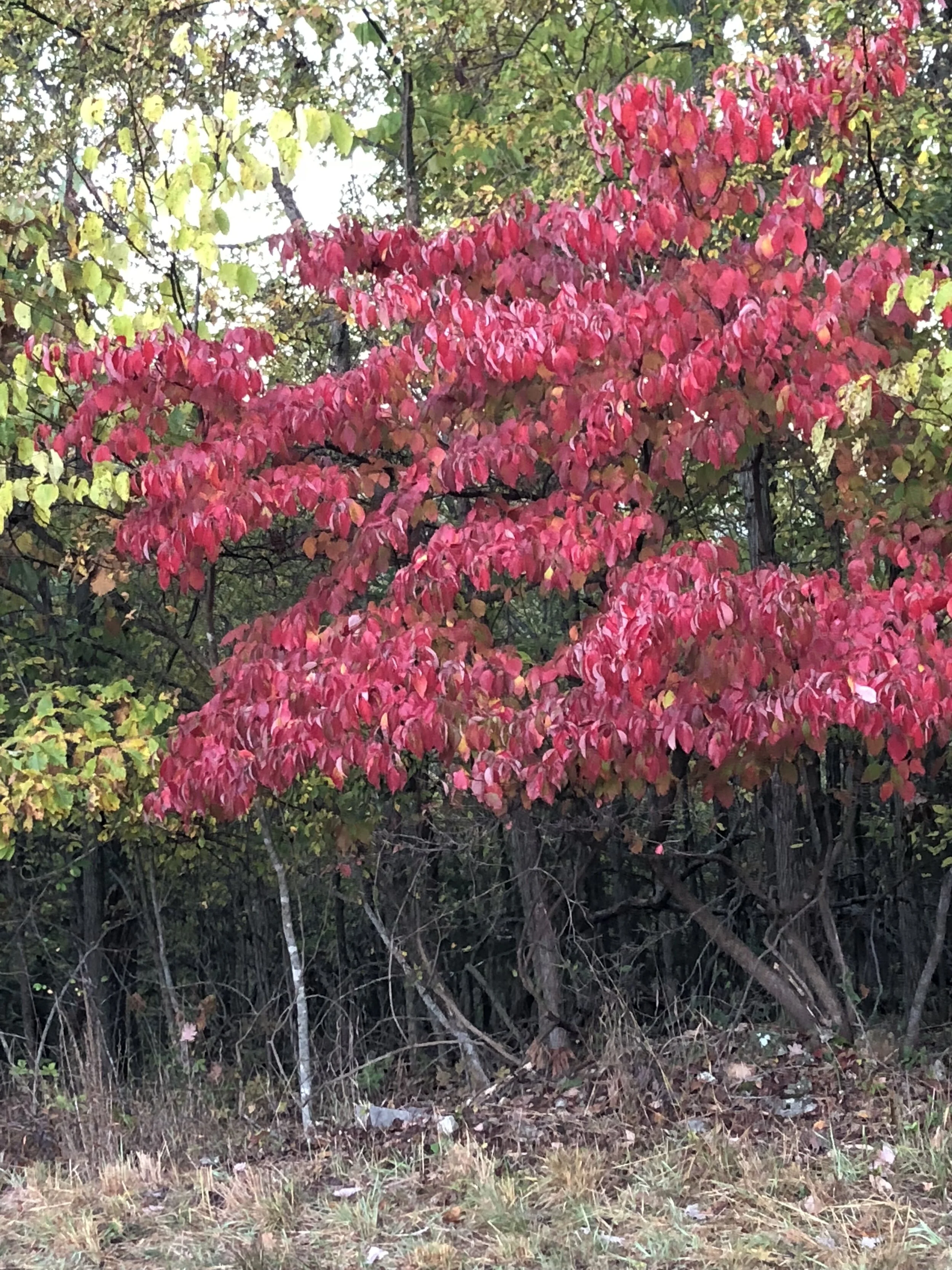 A Dogwood growing in a native area in eastern Oklahoma.