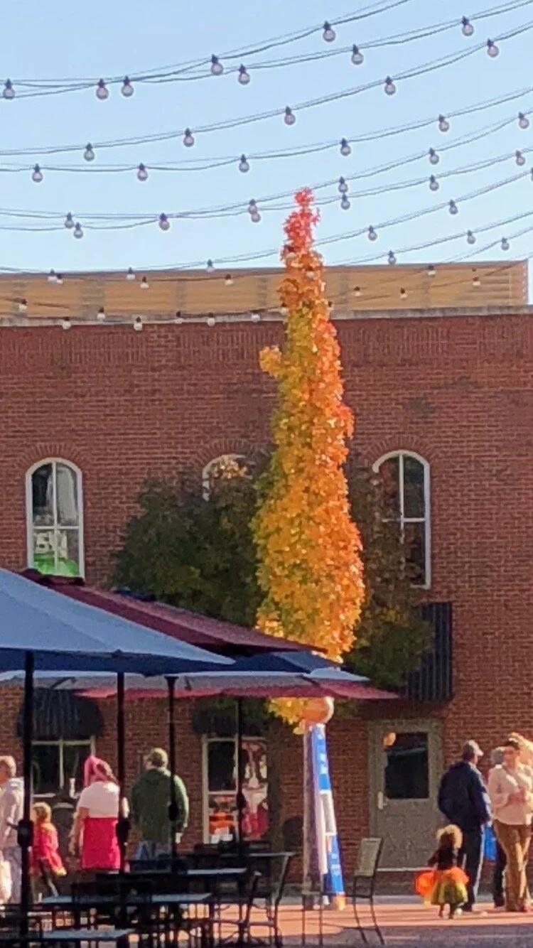 Slender Silhouette Sweetgum is a perfect tree for small yards, tight places and street plantings.