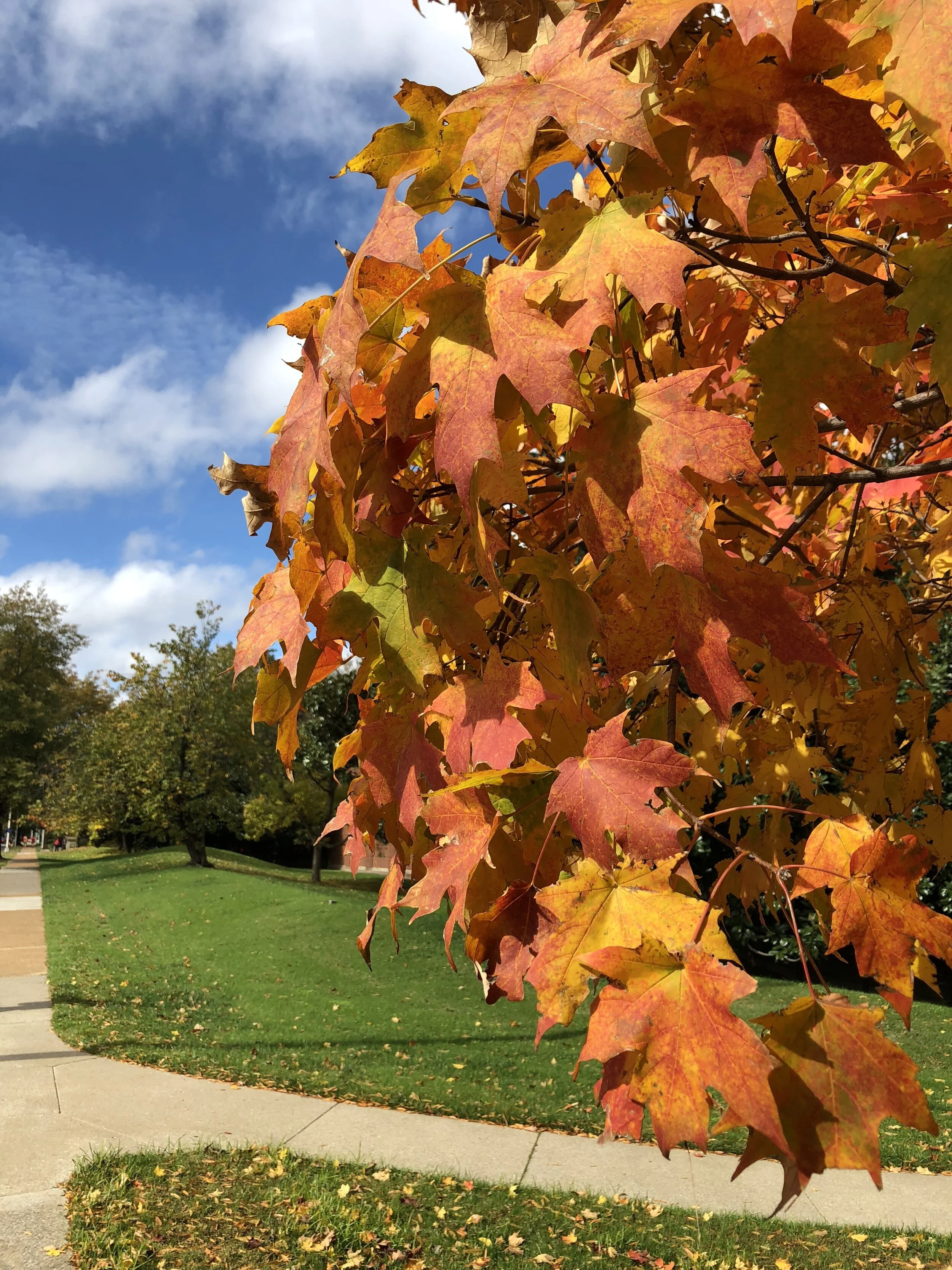 Sweet Gum – A large tree that makes up for all its short comings when fall arrives. They are messy trees that drop large seed balls during the summer making lawn work less enjoyable. But, when fall arrives they burst with shades of yellow, orange, r…