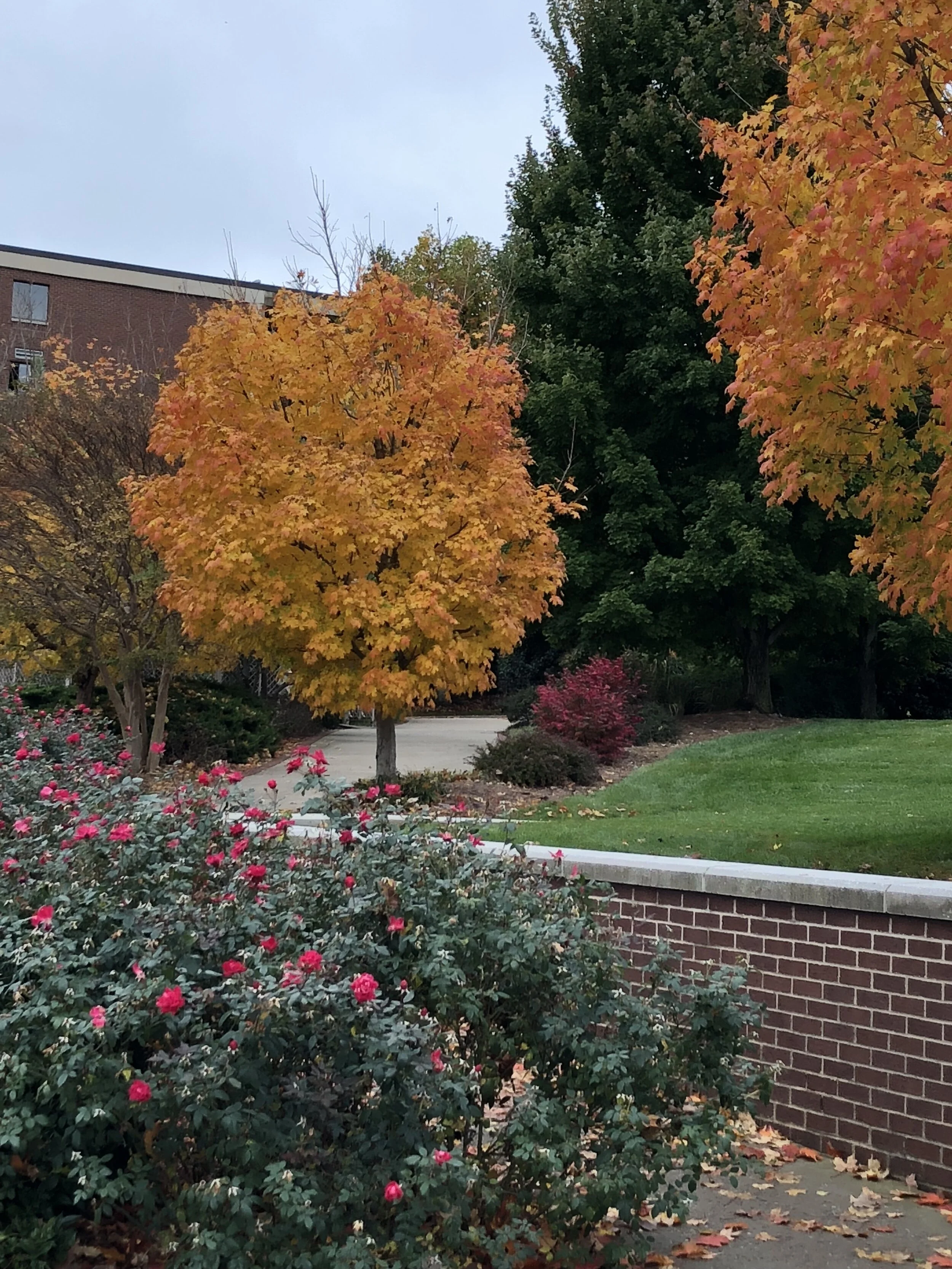 Shantung Maple – Another smaller, 20-25’ Maple with yellow to orange to red color. This tree is ideal for planting near power lines.