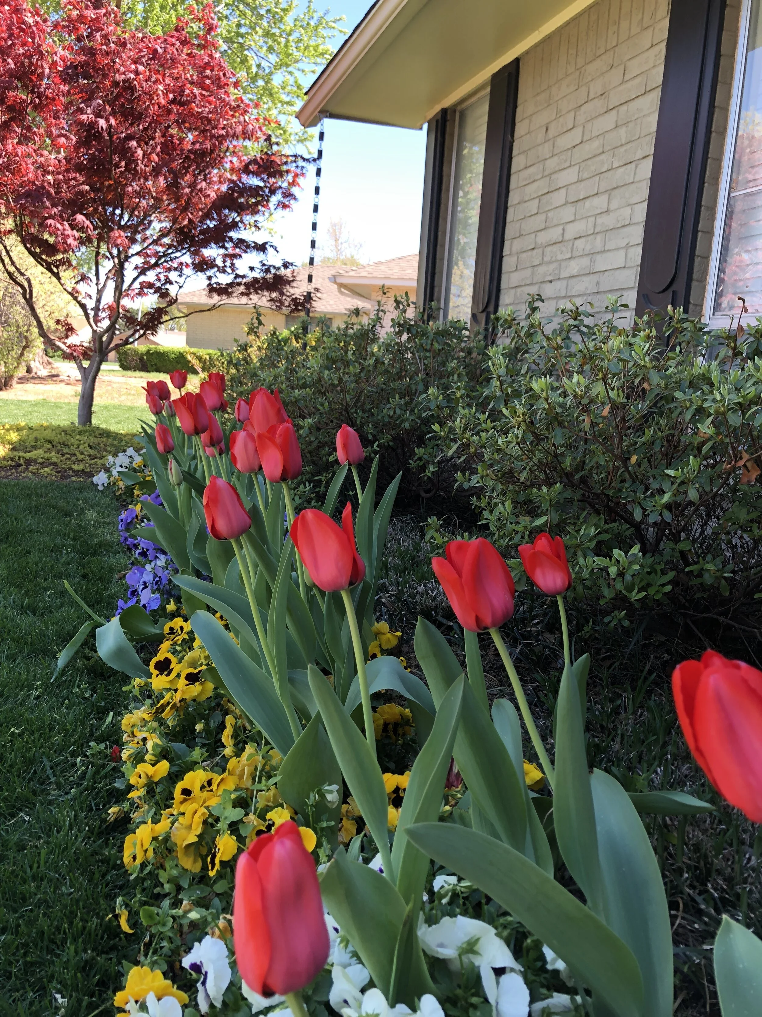 Annuals and bulbs used in front of azaleas to create levels.