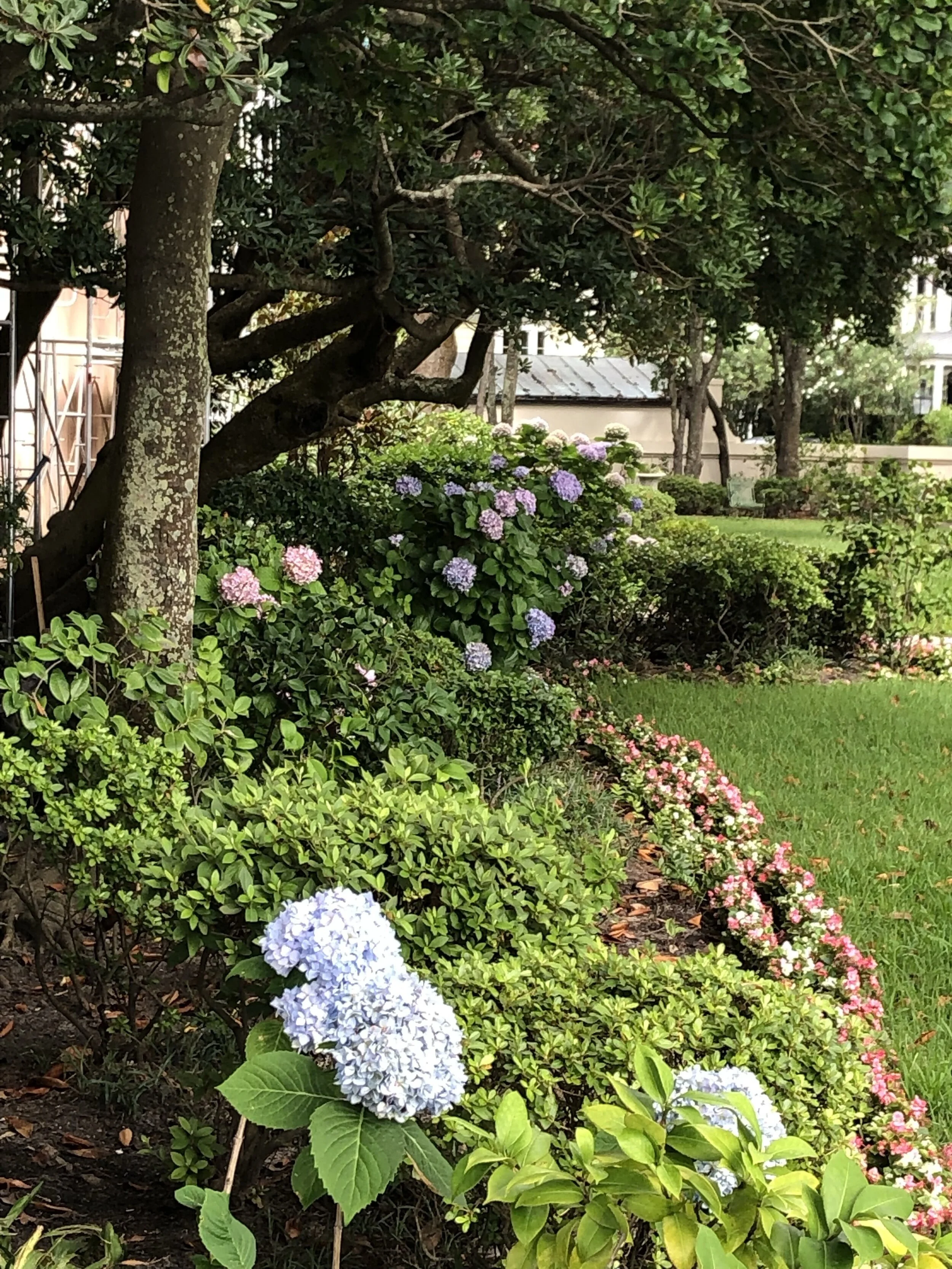 Begonias, azaleas, hydrangeas used to create levels under live oaks in Charleston.