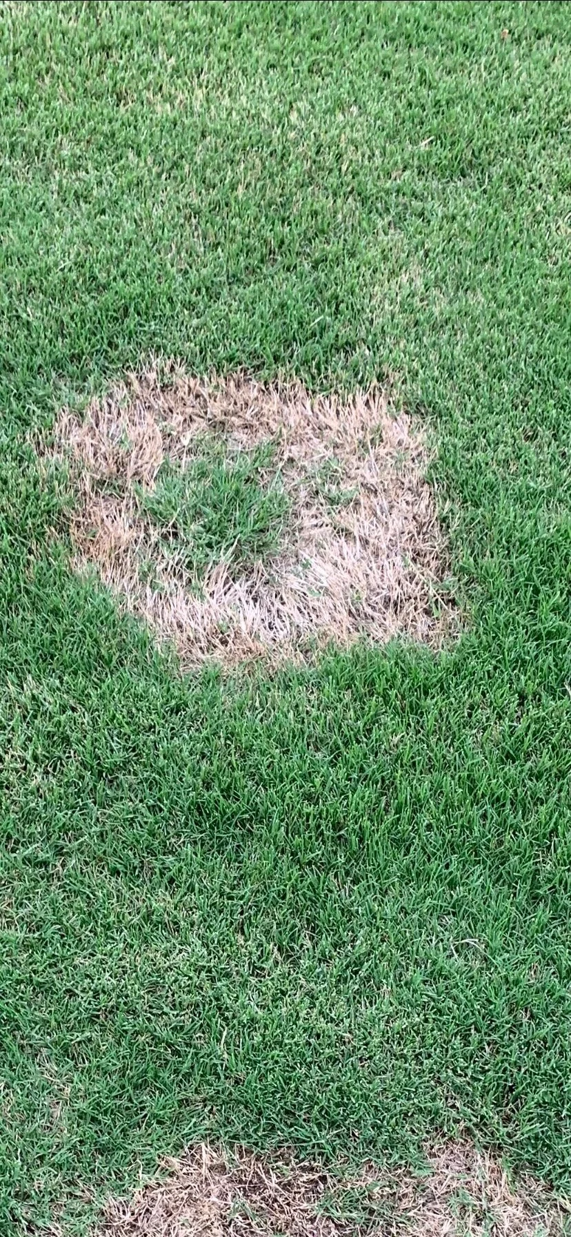 Spring Dead Spot Oklahomas 1 Turf Disease — Hall Stewart Lawn