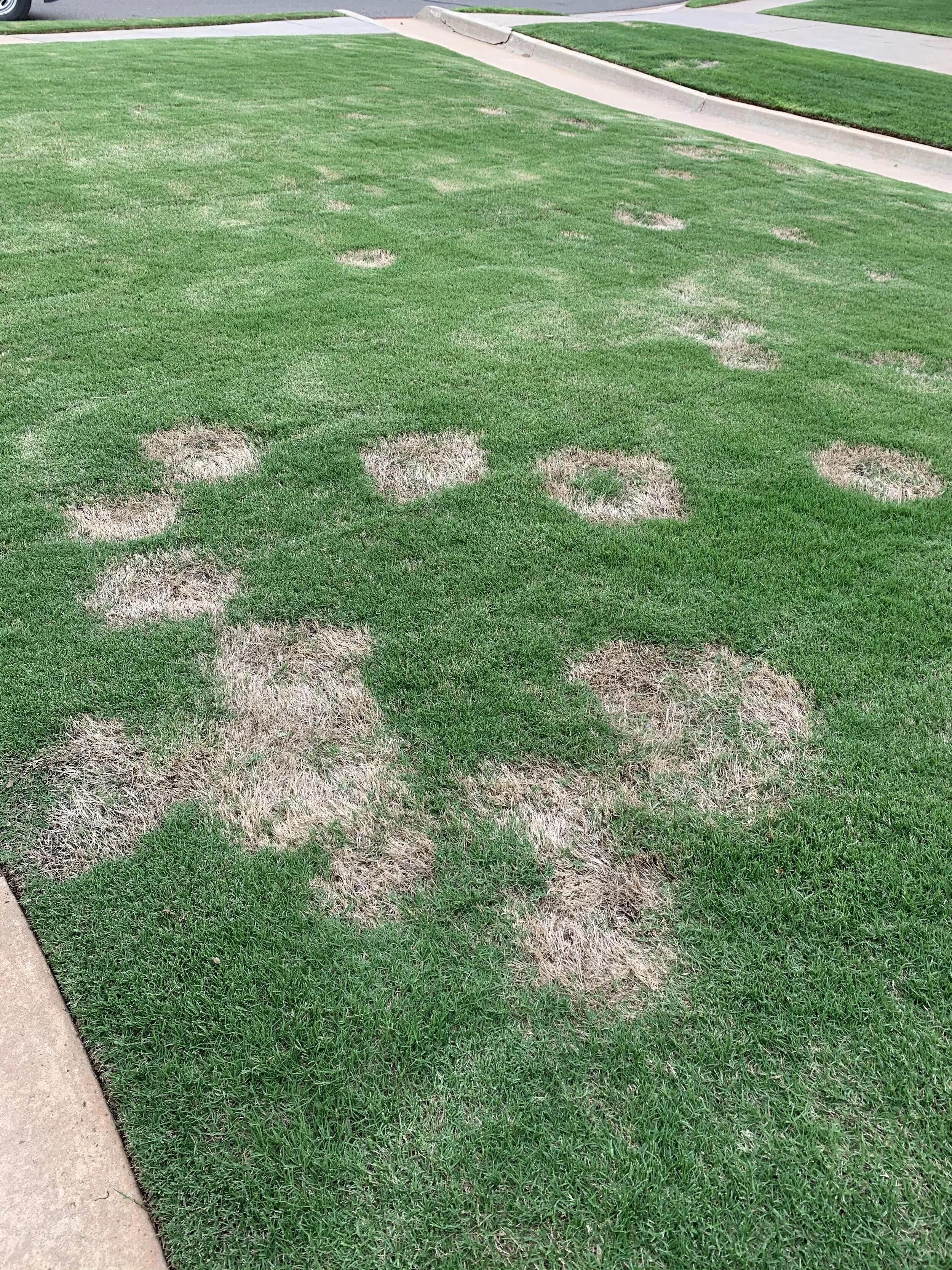 The use of nitrogen fertilizer after September 15th, often in an attempt to keep Bermuda green longer in the fall, will enhance spring dead spot disease next year.