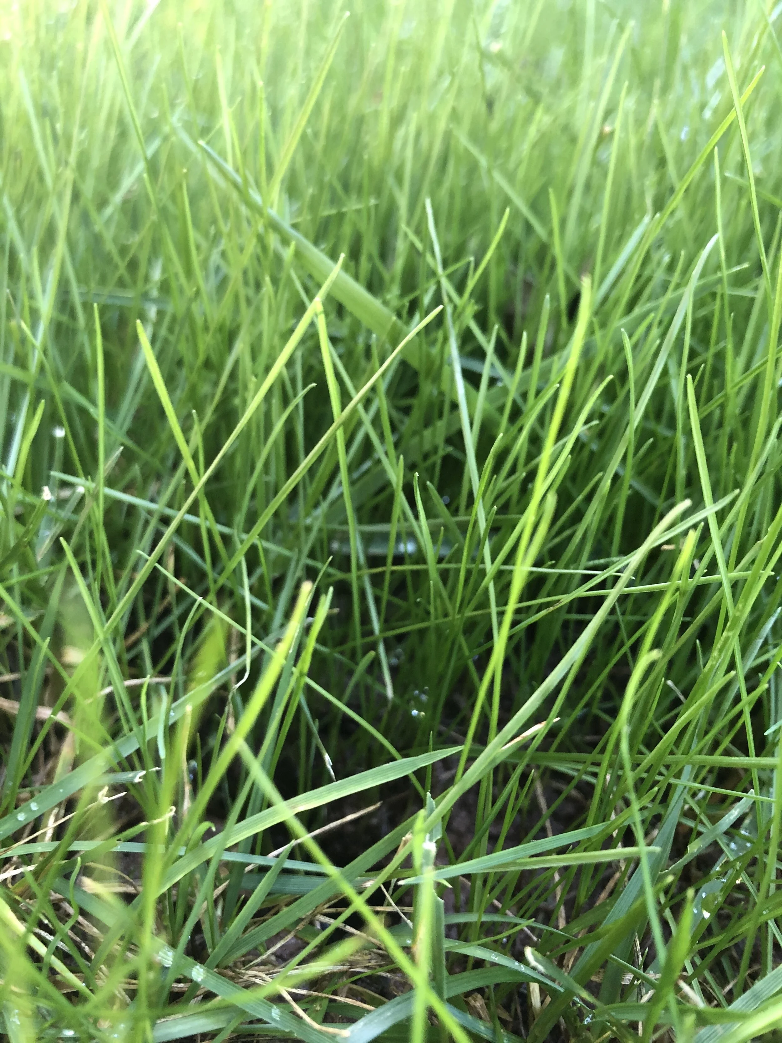 Newly seeded fescue 14 days after germination.