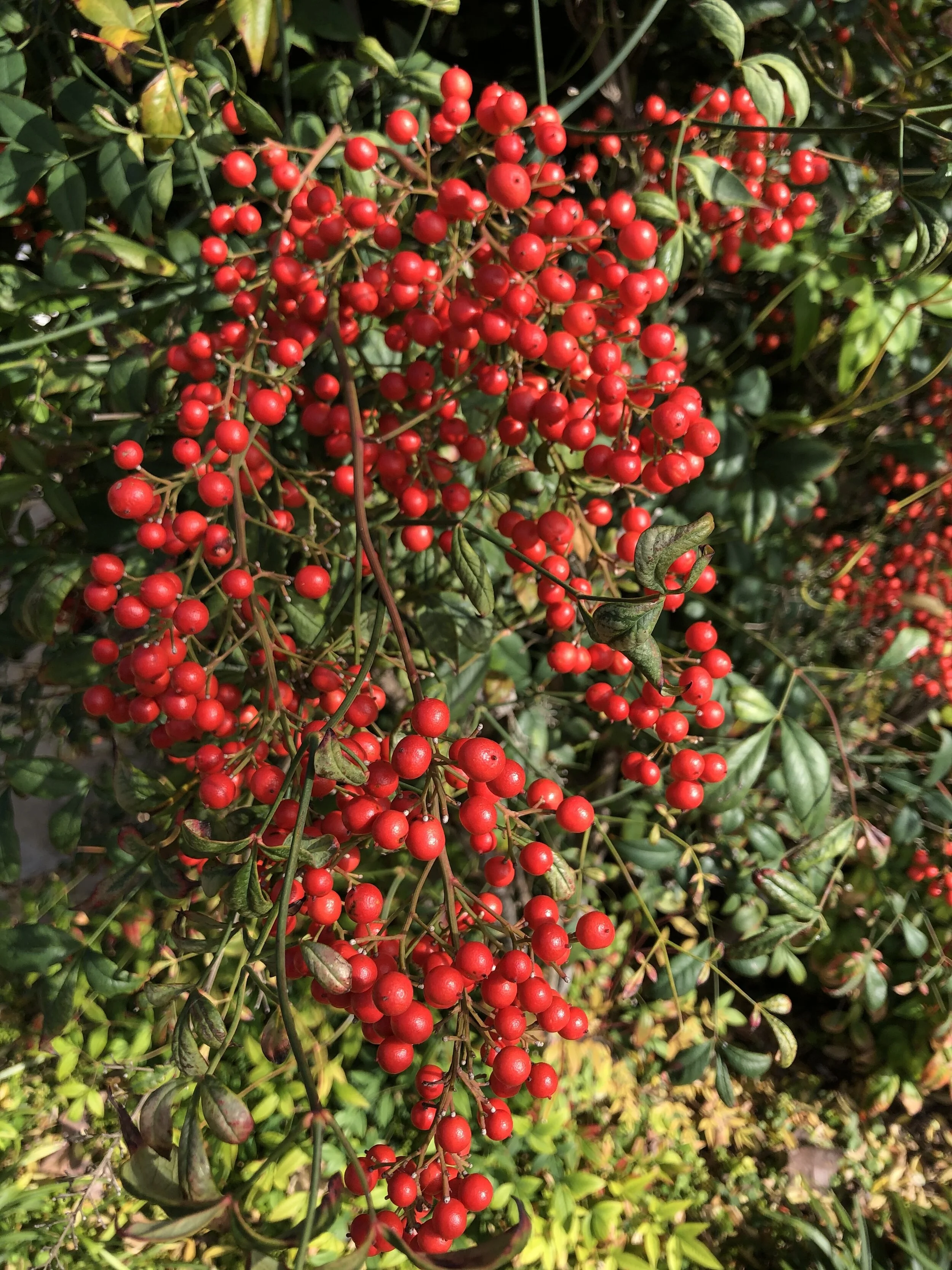 Nandina is an old time plant that showers us with large berry clusters followed by bright orange, red leaves as the fall progresses.