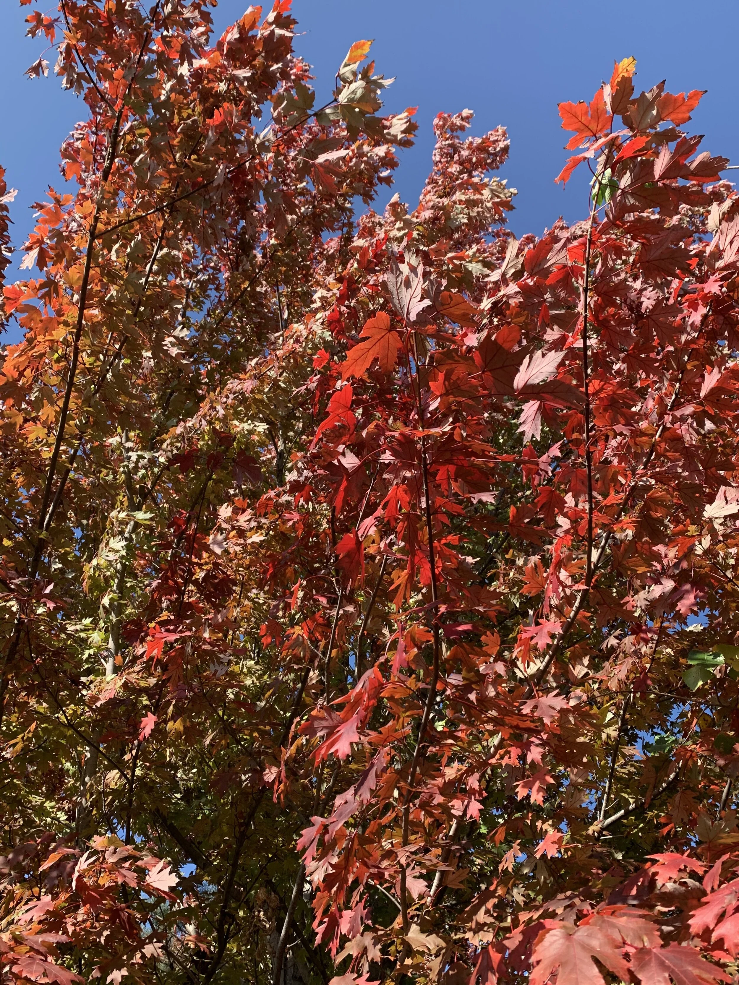 Maples are one of the first trees to announce the arrival of fall color!