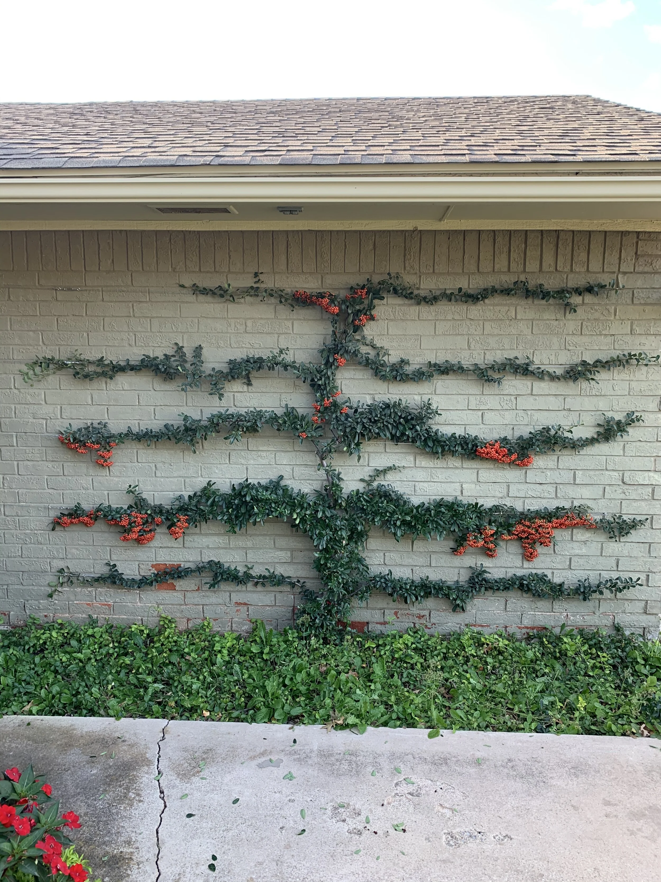 Eye catching fall color isn’t limited to just turning leaves. It can also be found in the berries on evergreens, such as the fiery berries on pyracantha.