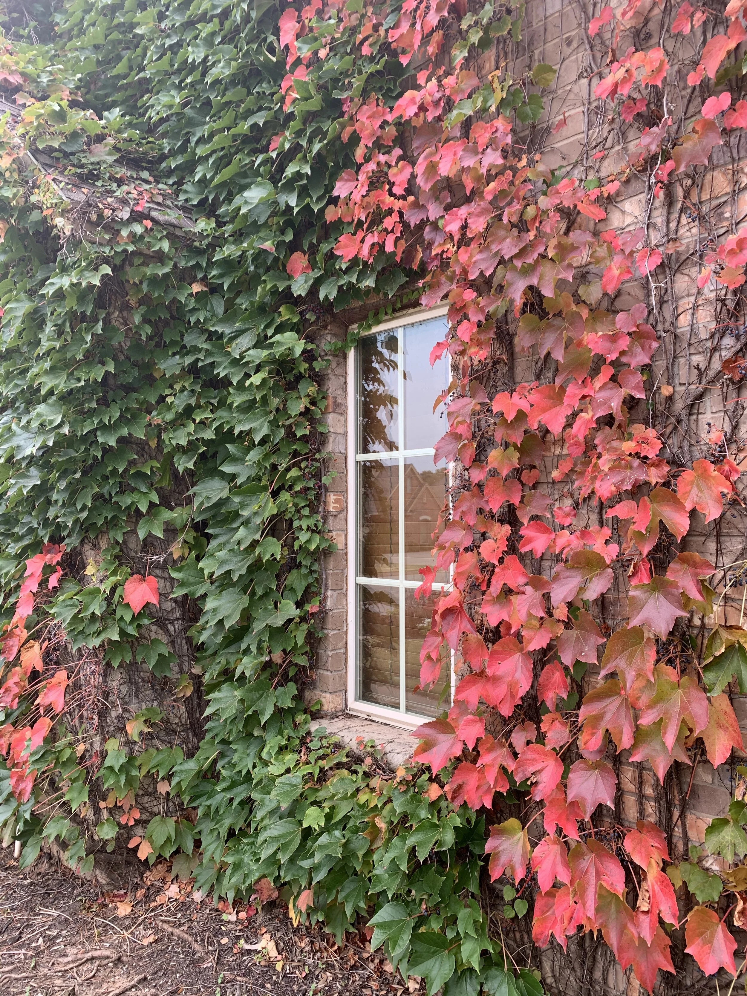 Boston Ivy is a deciduous vine that turns bright red in the fall.