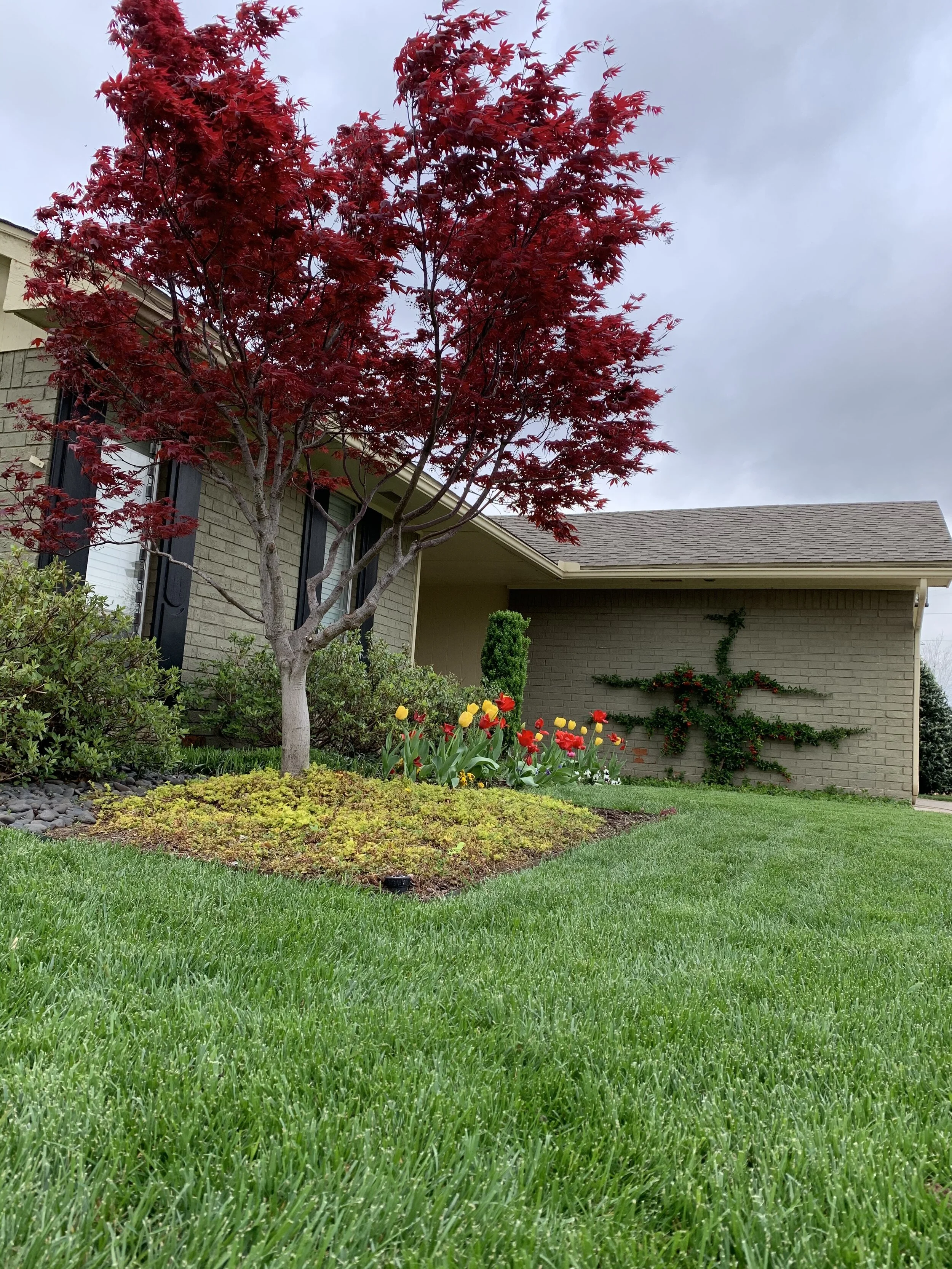 Japanese Maples with their bright spring colors are a great tree for small areas. 