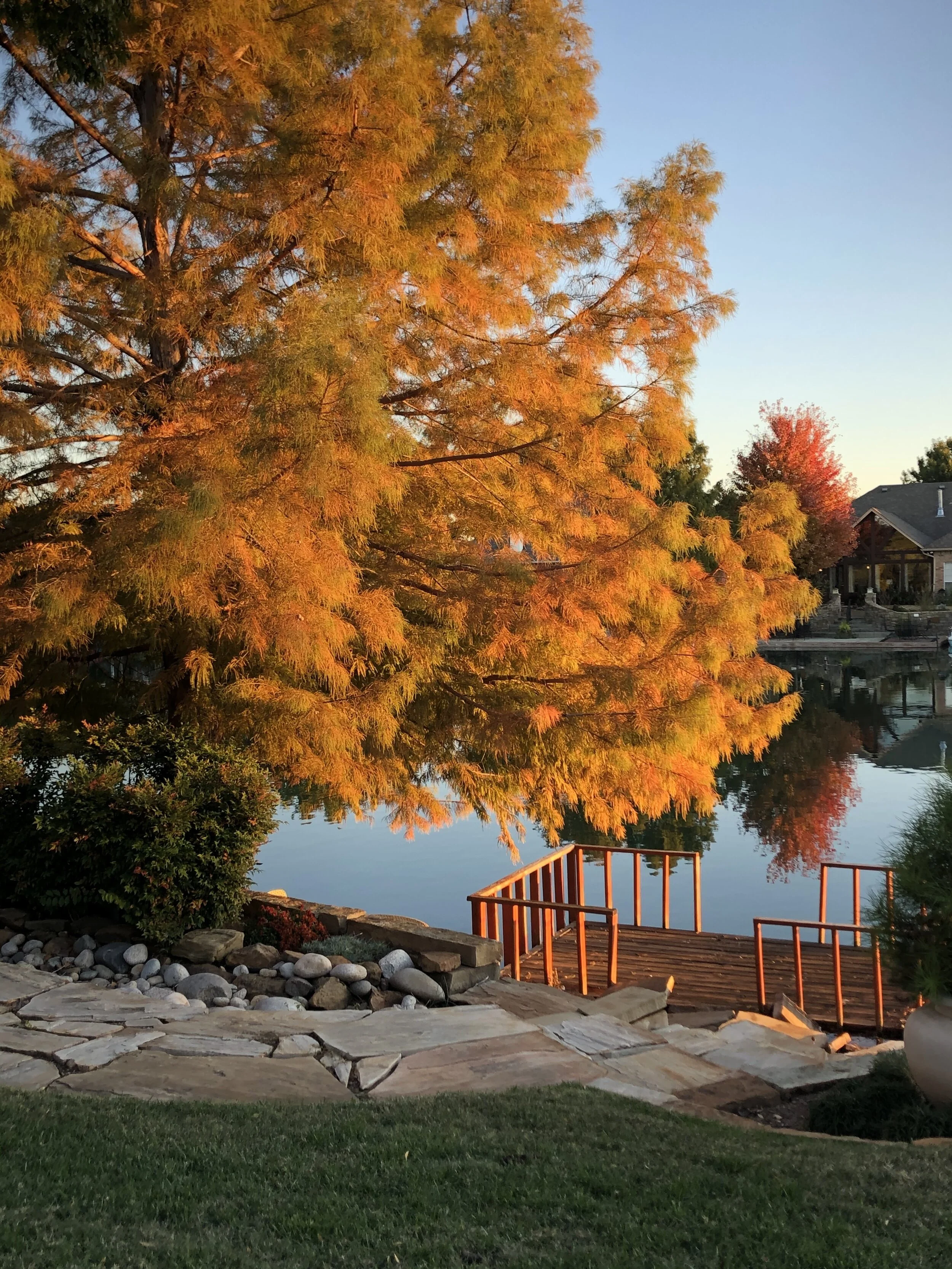 Bald Cypress is a deciduous needle tree grows well in wet, clay soils. It is a large tree that really needs more space than most lawns provide.