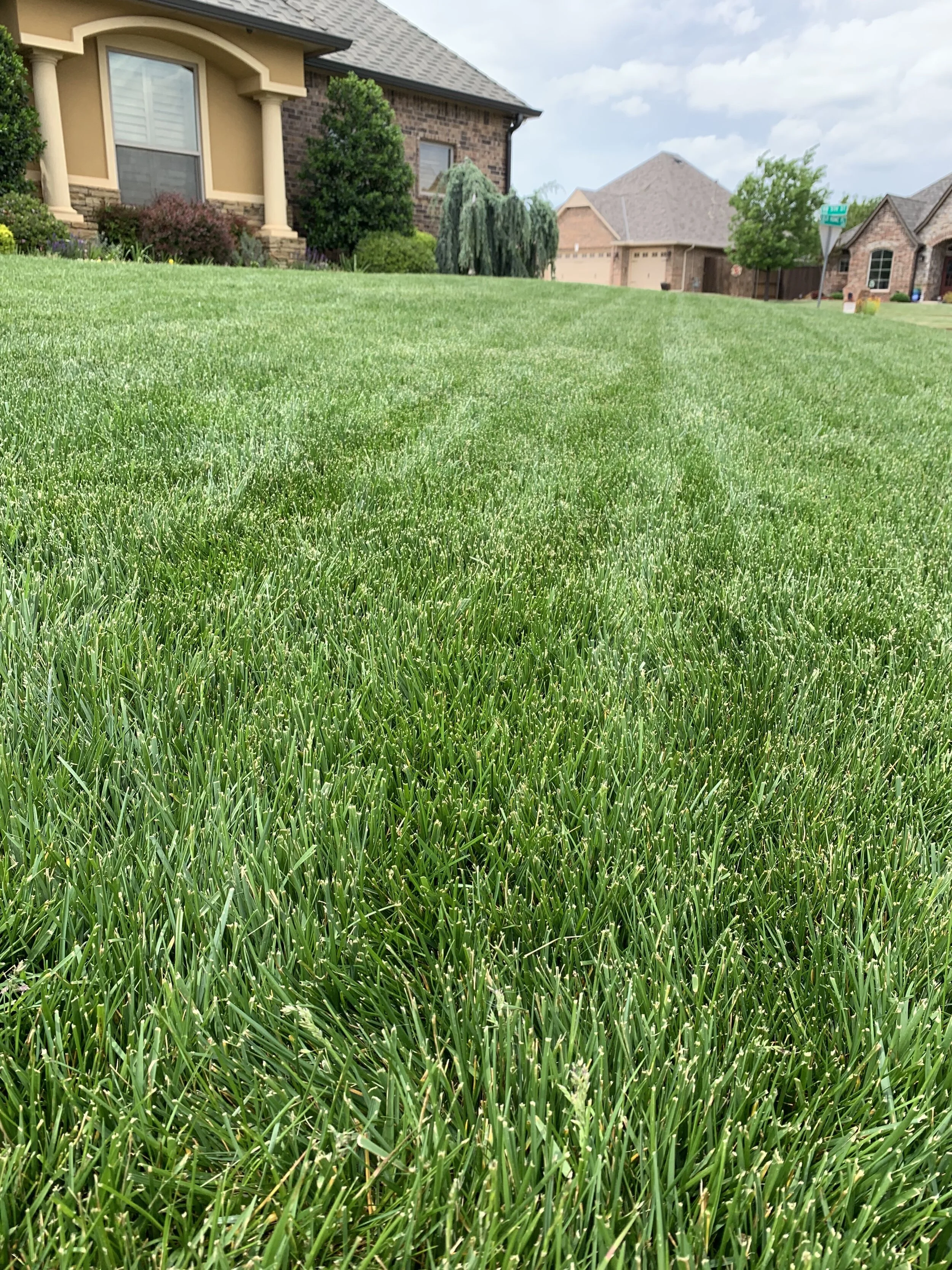 Did you know that with the right maintenance plan and lawn care applications tailored for cool seasons grasses, fescue will perform well in full sun?