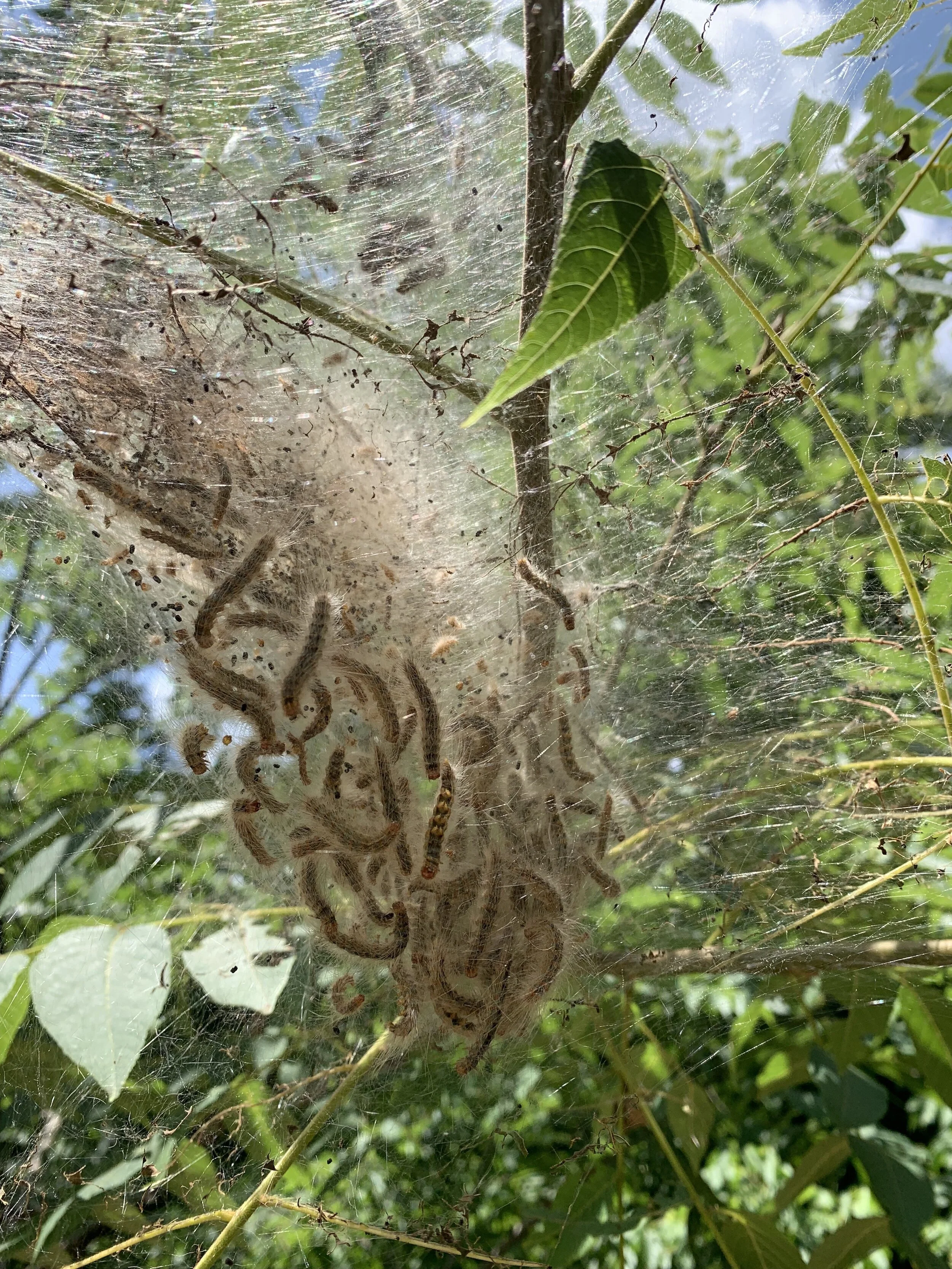 Fall webworm can cause damage. When possible, pruning out the infected area is the best method of control.