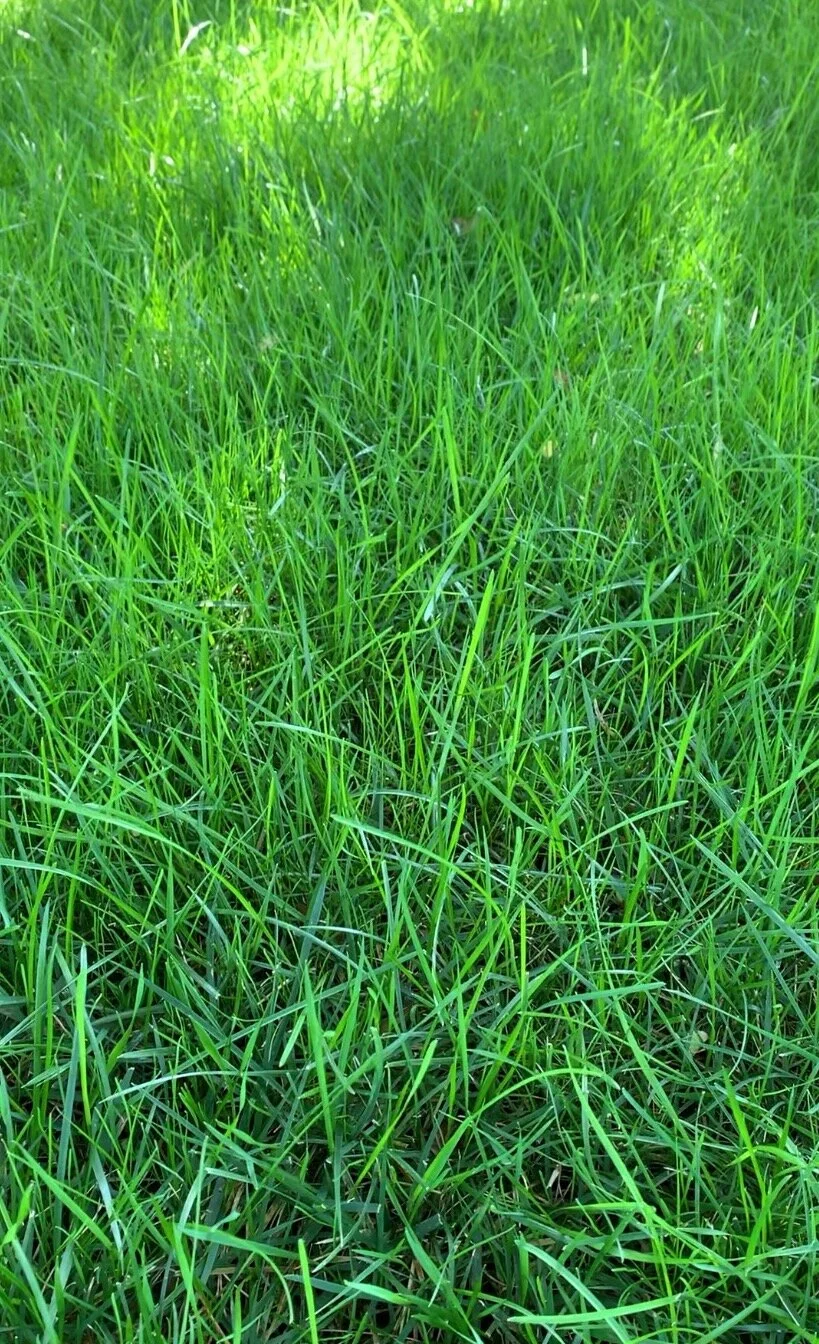 The 4 Most Common Ways to Fail at Establishing Fescue — Hall Stewart