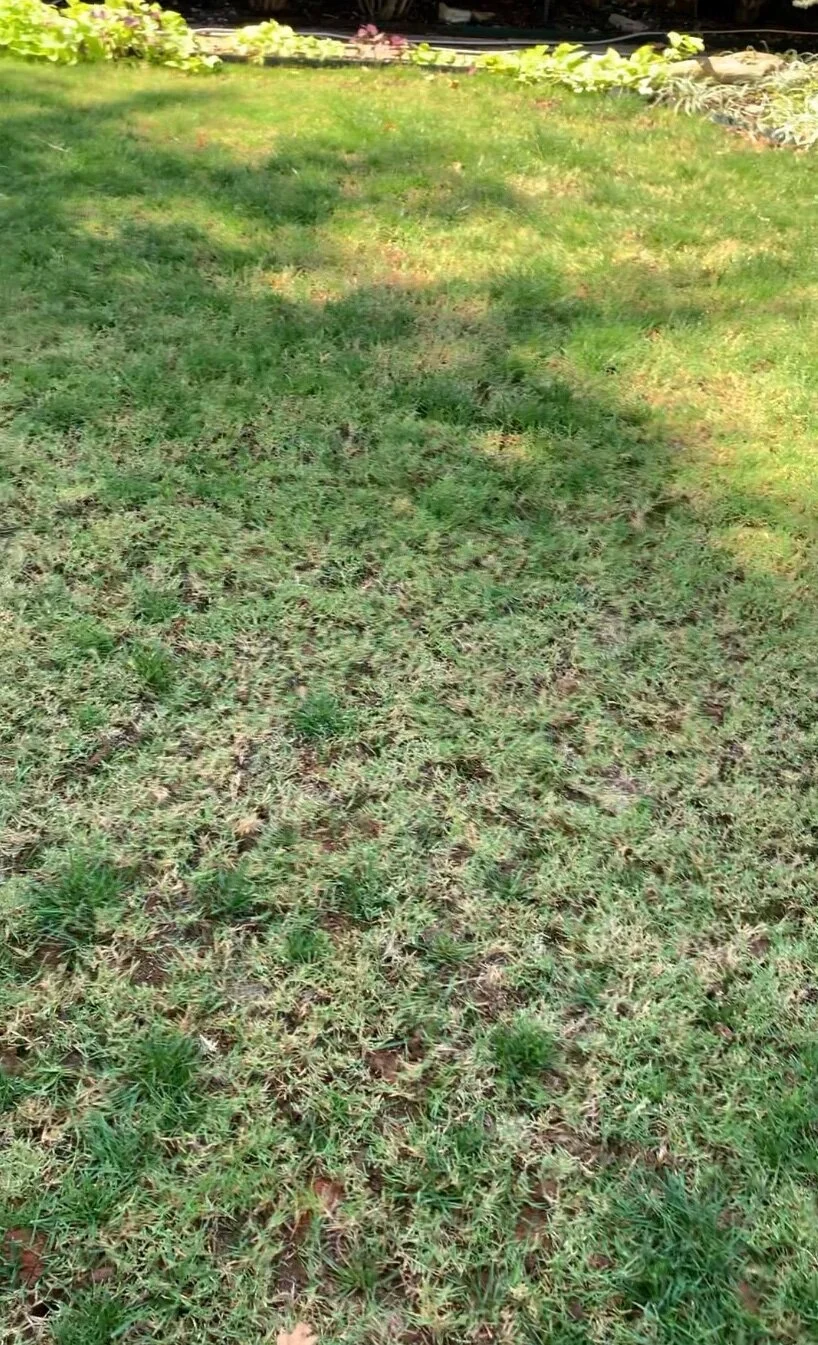 Heavy aeration is one of the best ways to create good seed to soil contact when seeding. You also get the added benefit of improved soil conditions from aeration.