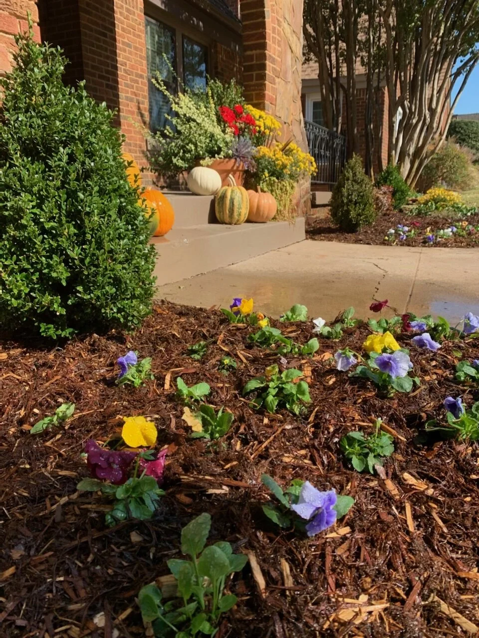 October is the month to remove your summer annual color color and replace with pansies.
