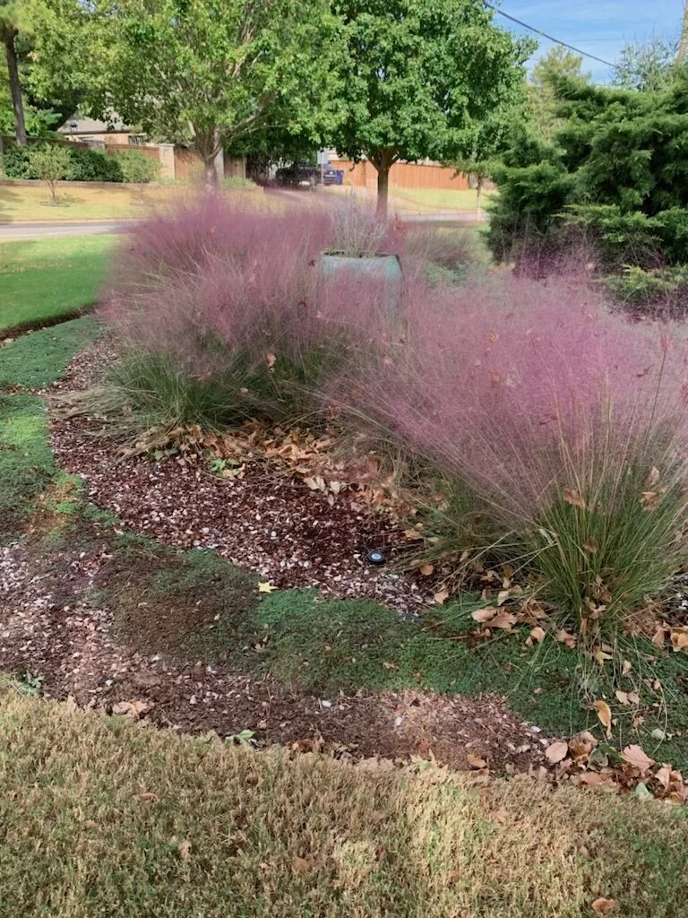 An unexpected fall color is the bright plumes of Pink Muhly Grass.