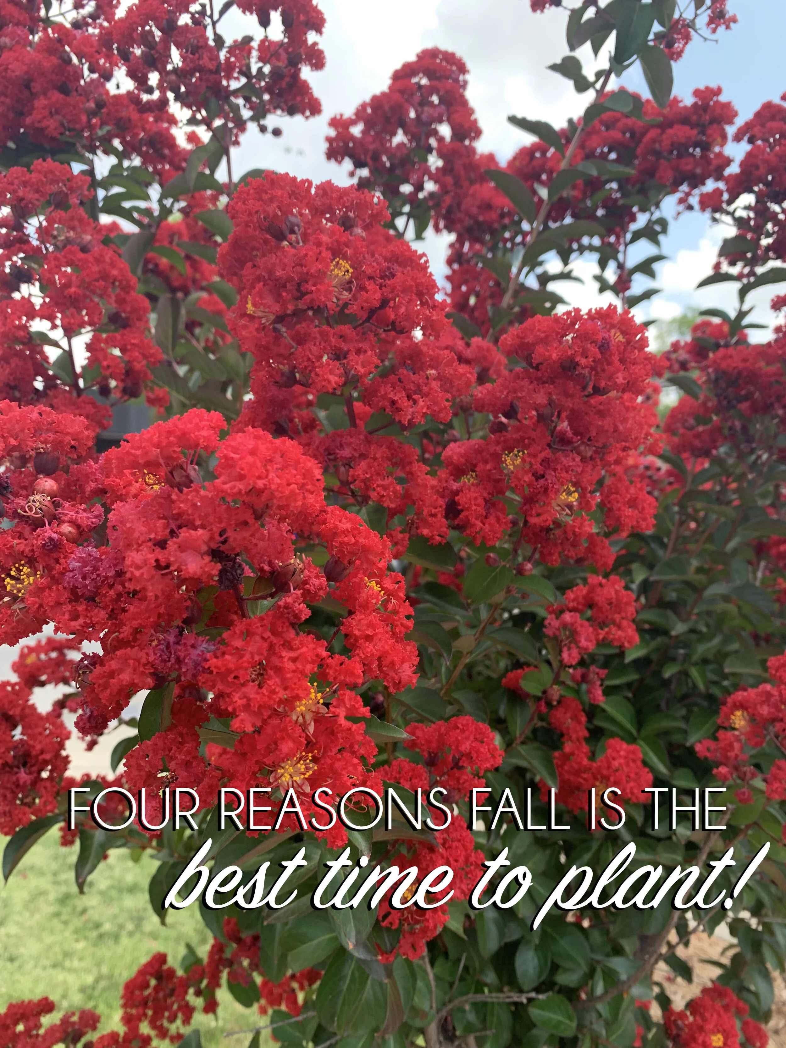 Four reasons fall is the best time to plant — Hall Stewart Lawn