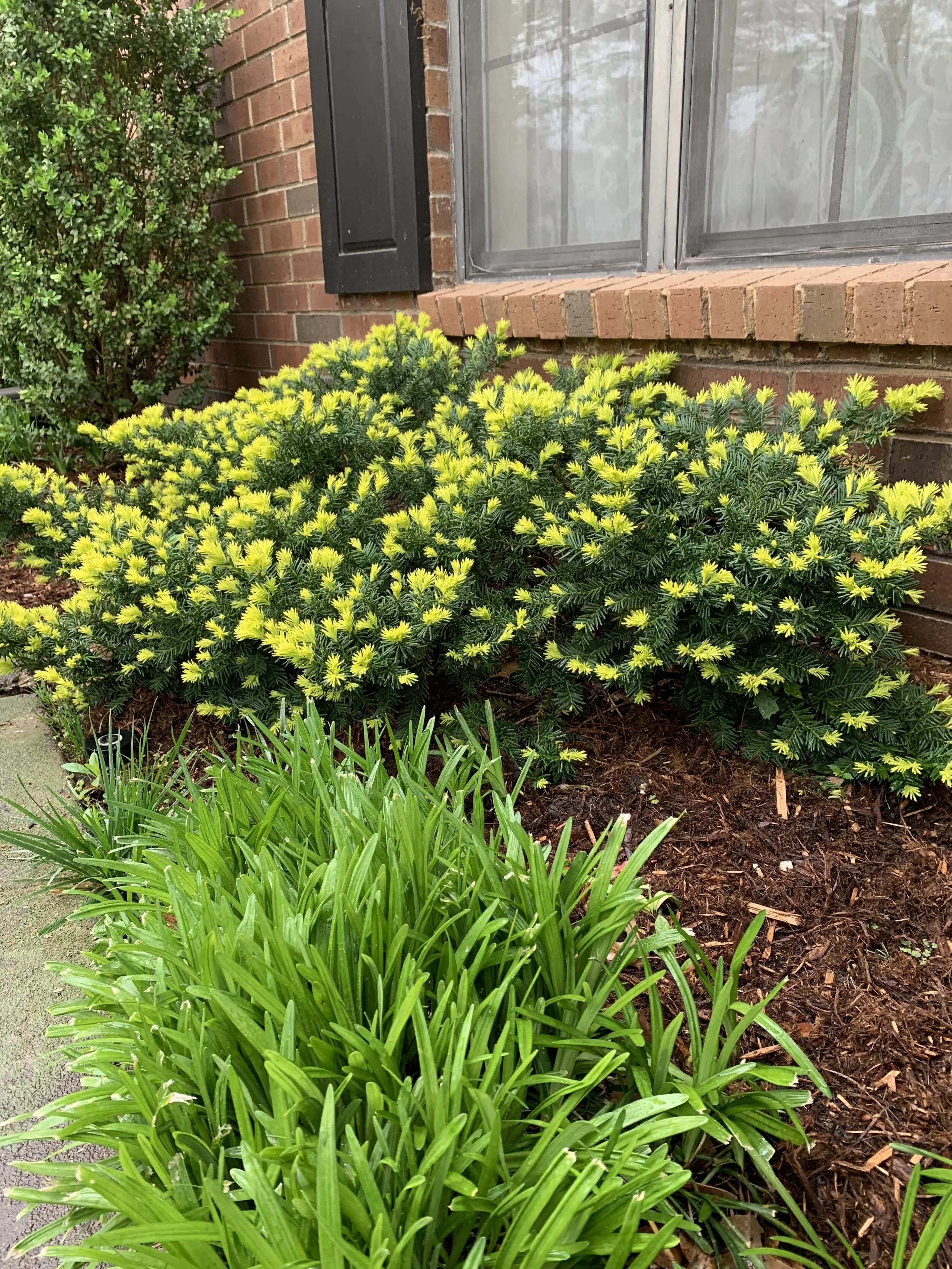 A great evergreen shrub for shady areas is the Japanese Yew.