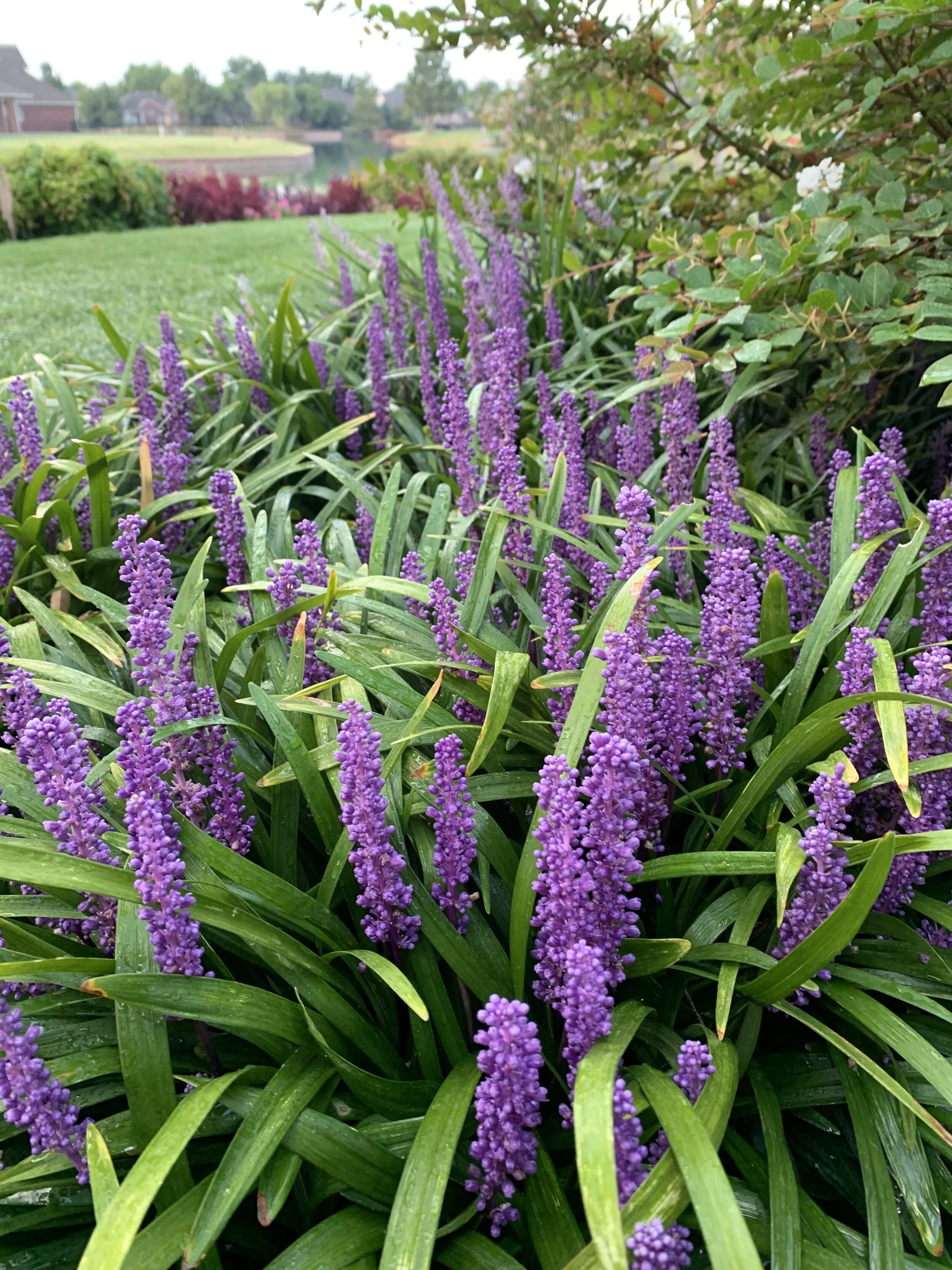 Big Blue Liriope with spikes of purple-blue flowers in the late summer is a good ground-cover for both shady and full sun landscapes.