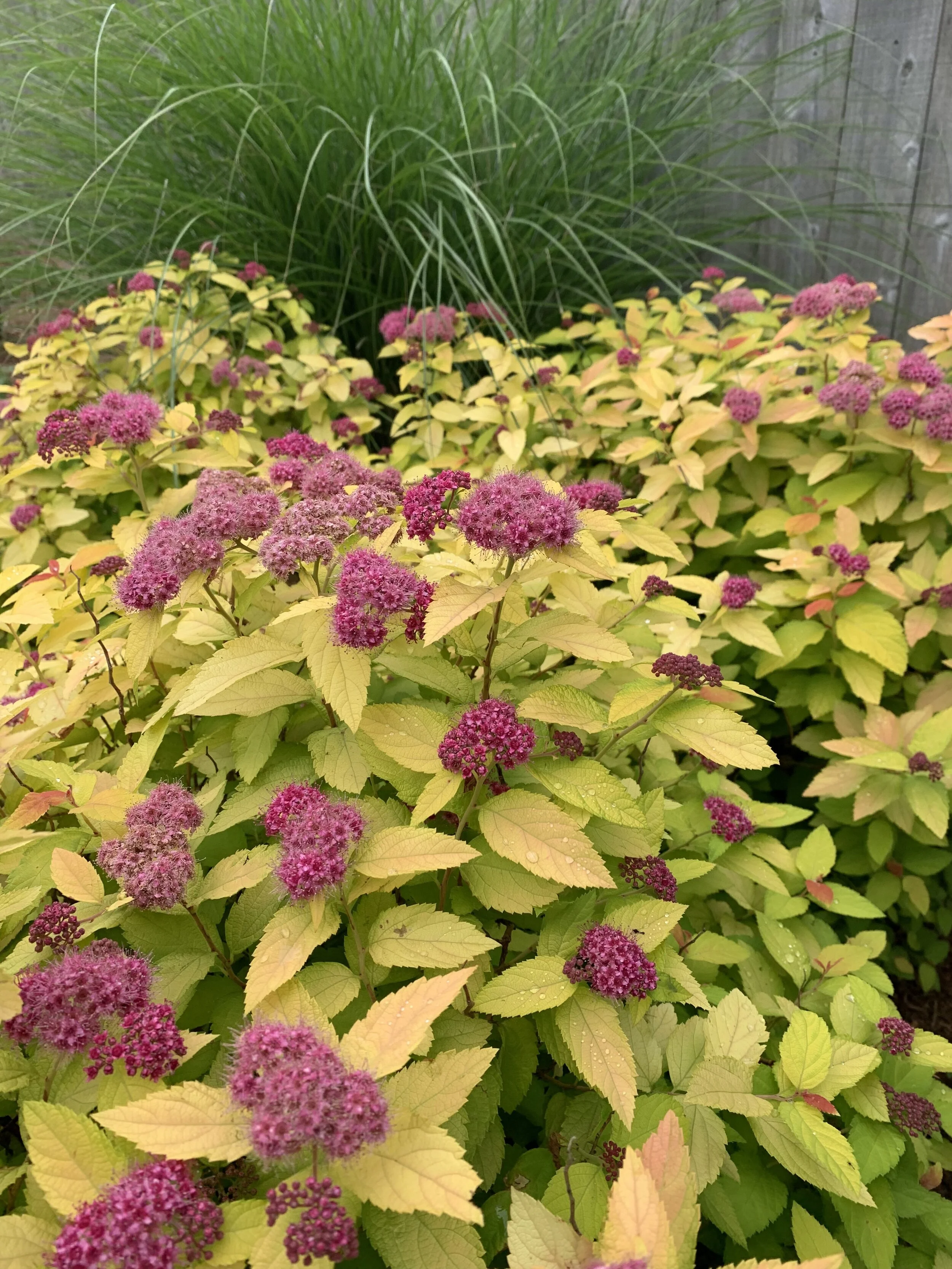 Goldmound Spirea is very similar to Limemound only with yellow-gold foliage.