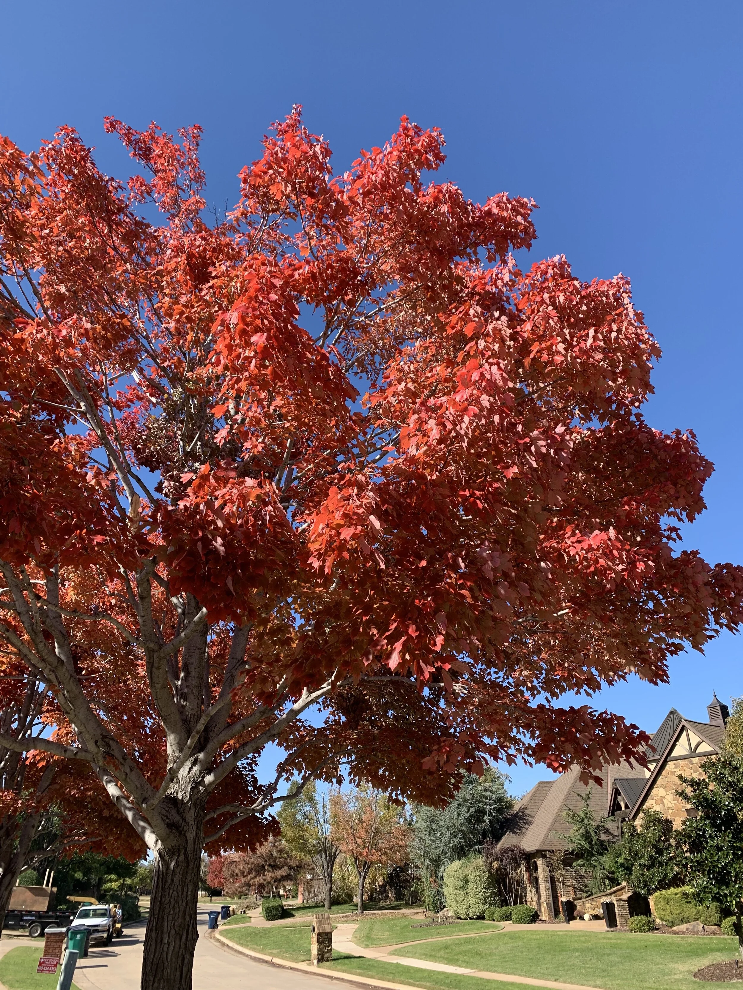 The reddish browns of Shumard Oak rarely disappoint.