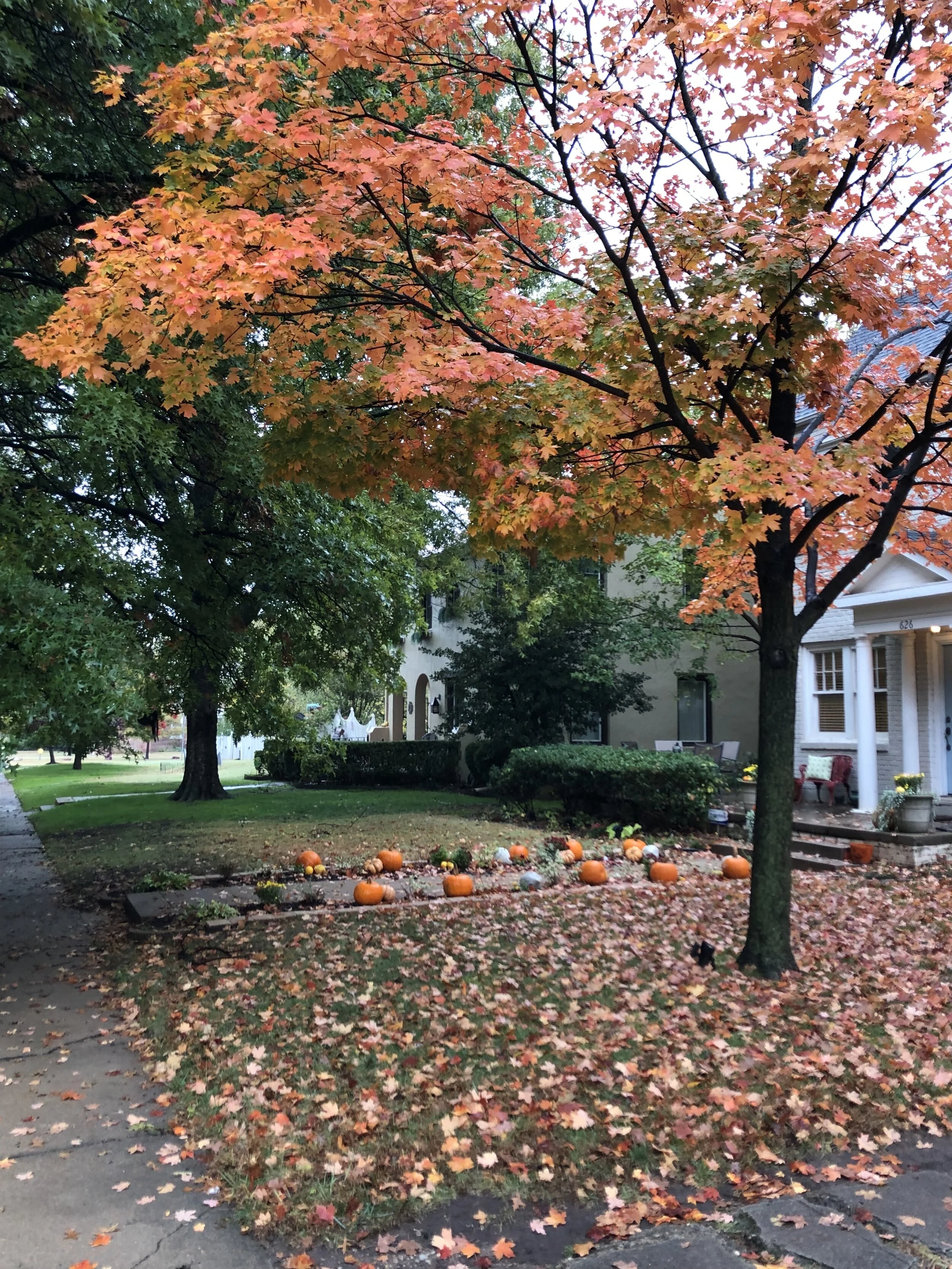 October Glory Maple is similar to the Autumn Blaze in growth and color but puts on a color show a couple weeks after the Autumn Blaze