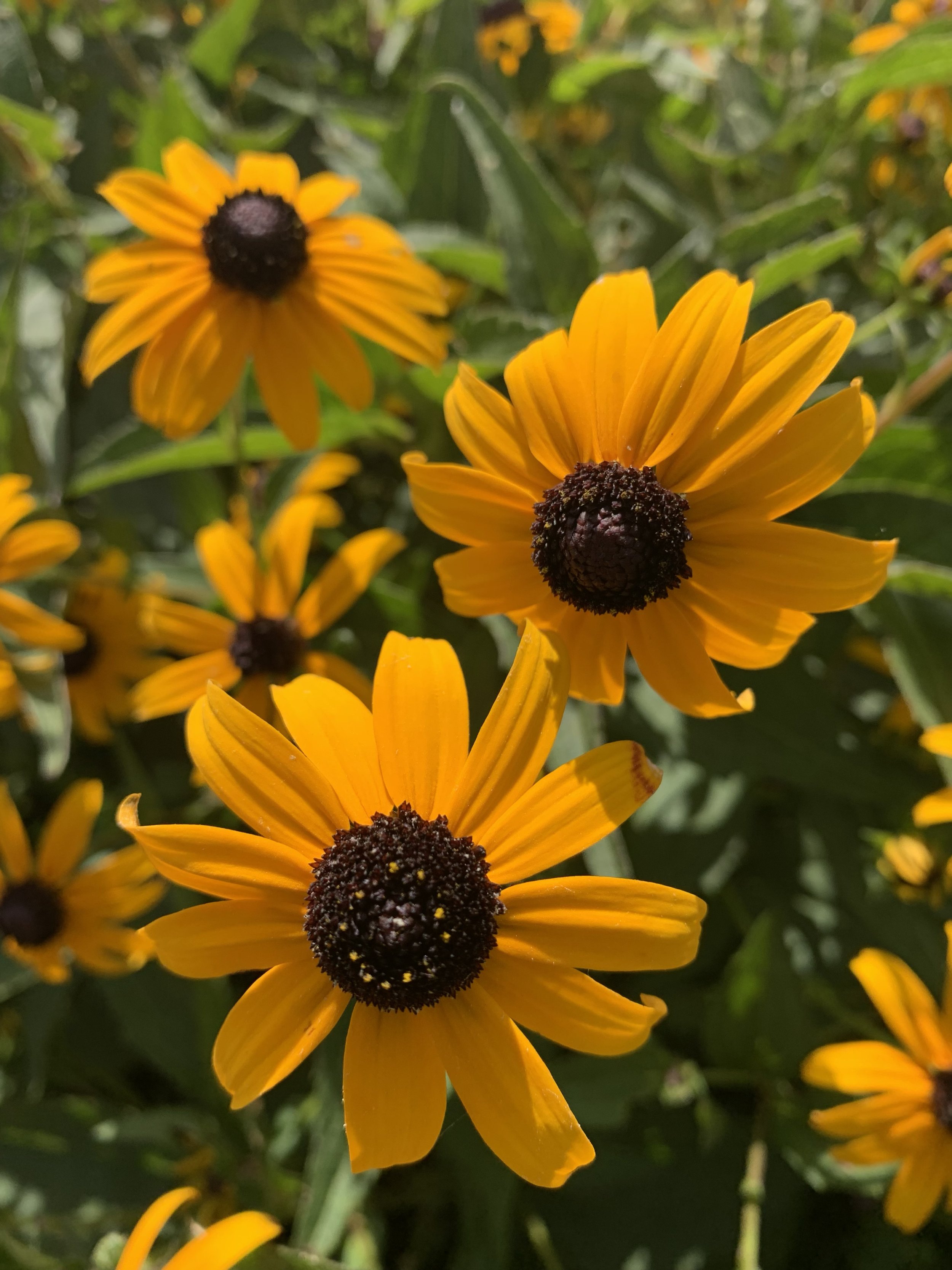 Black-eyed Susan