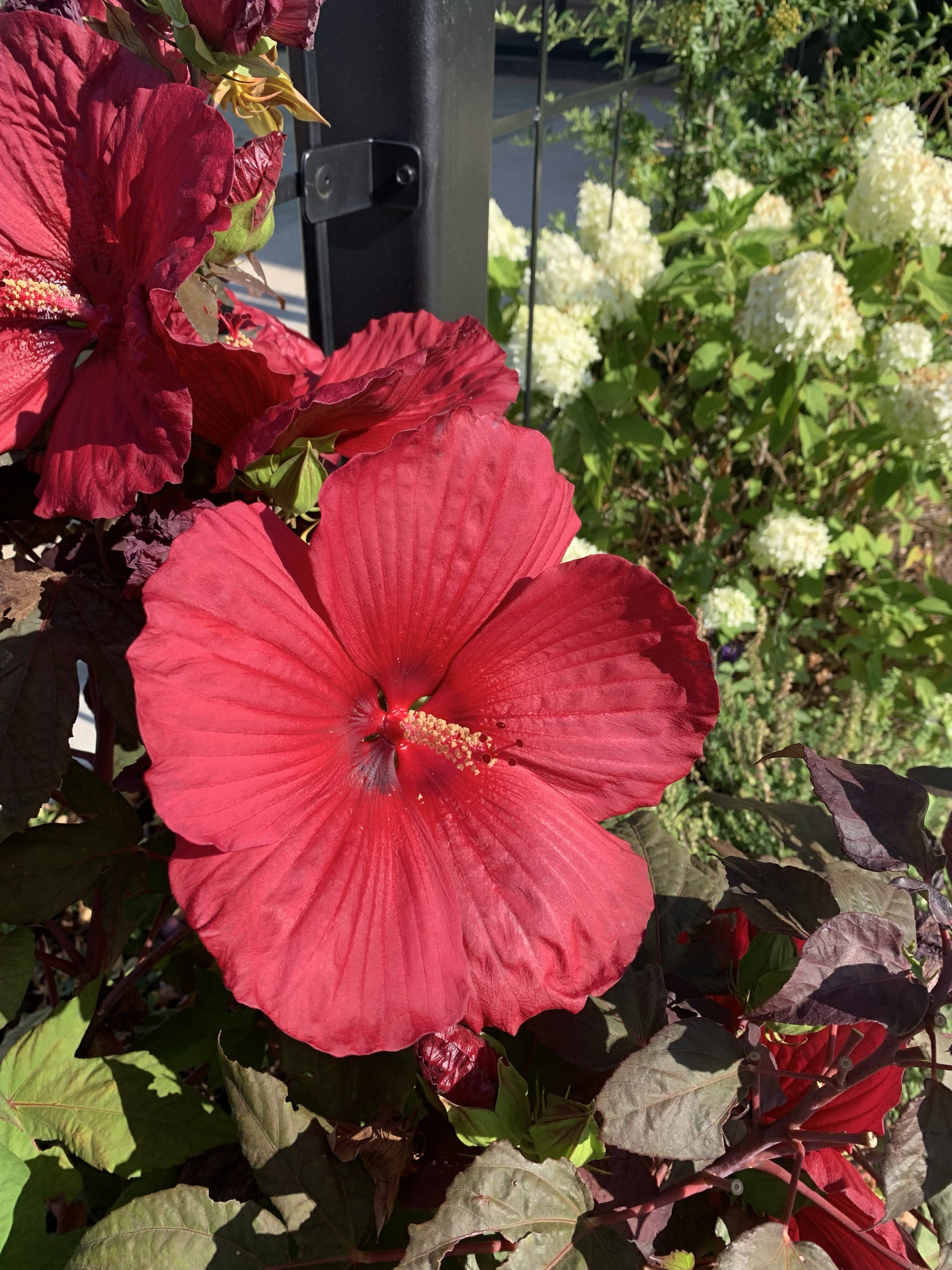 Hardy Hibiscus