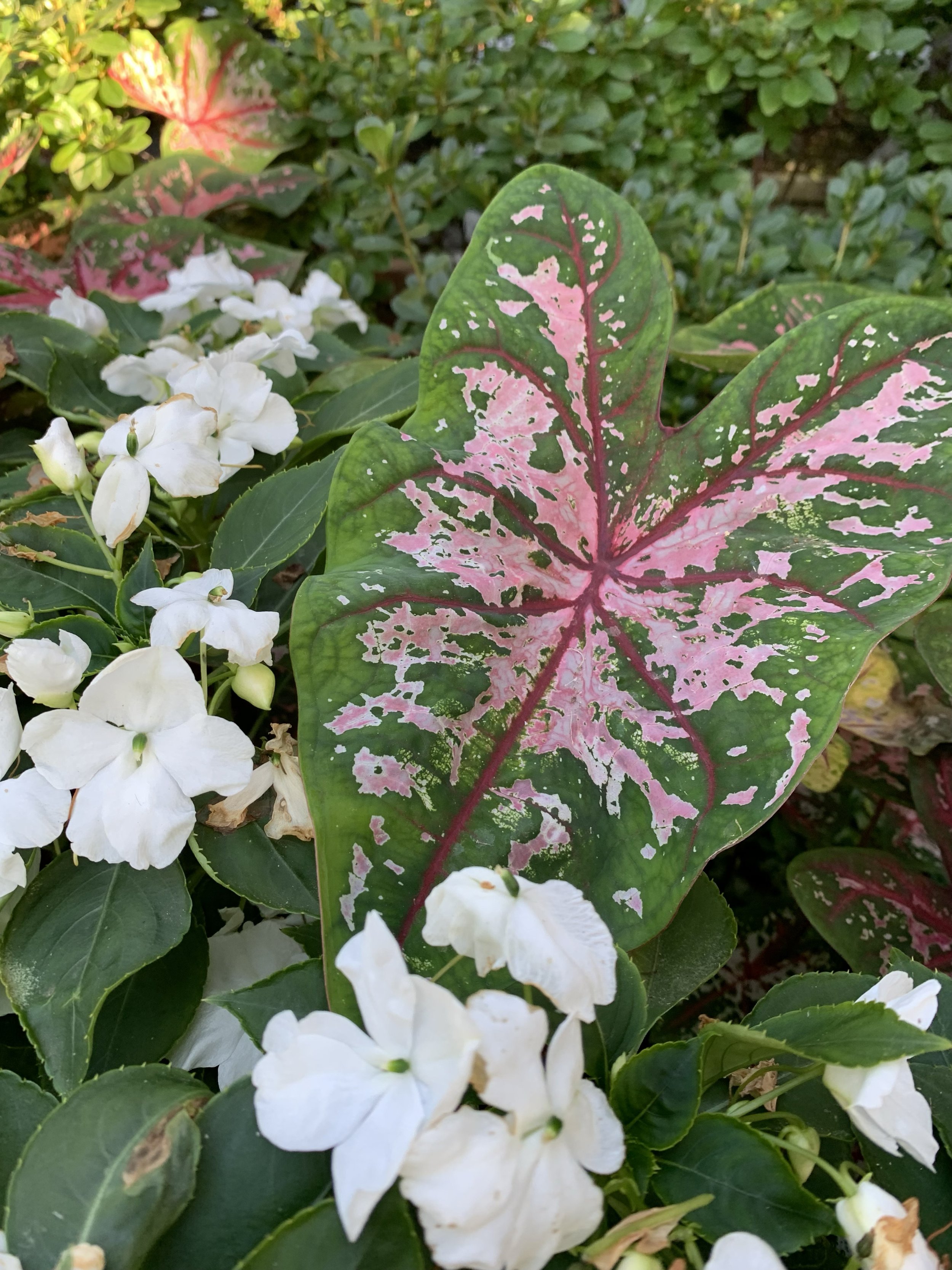 Caladium and Impatiens