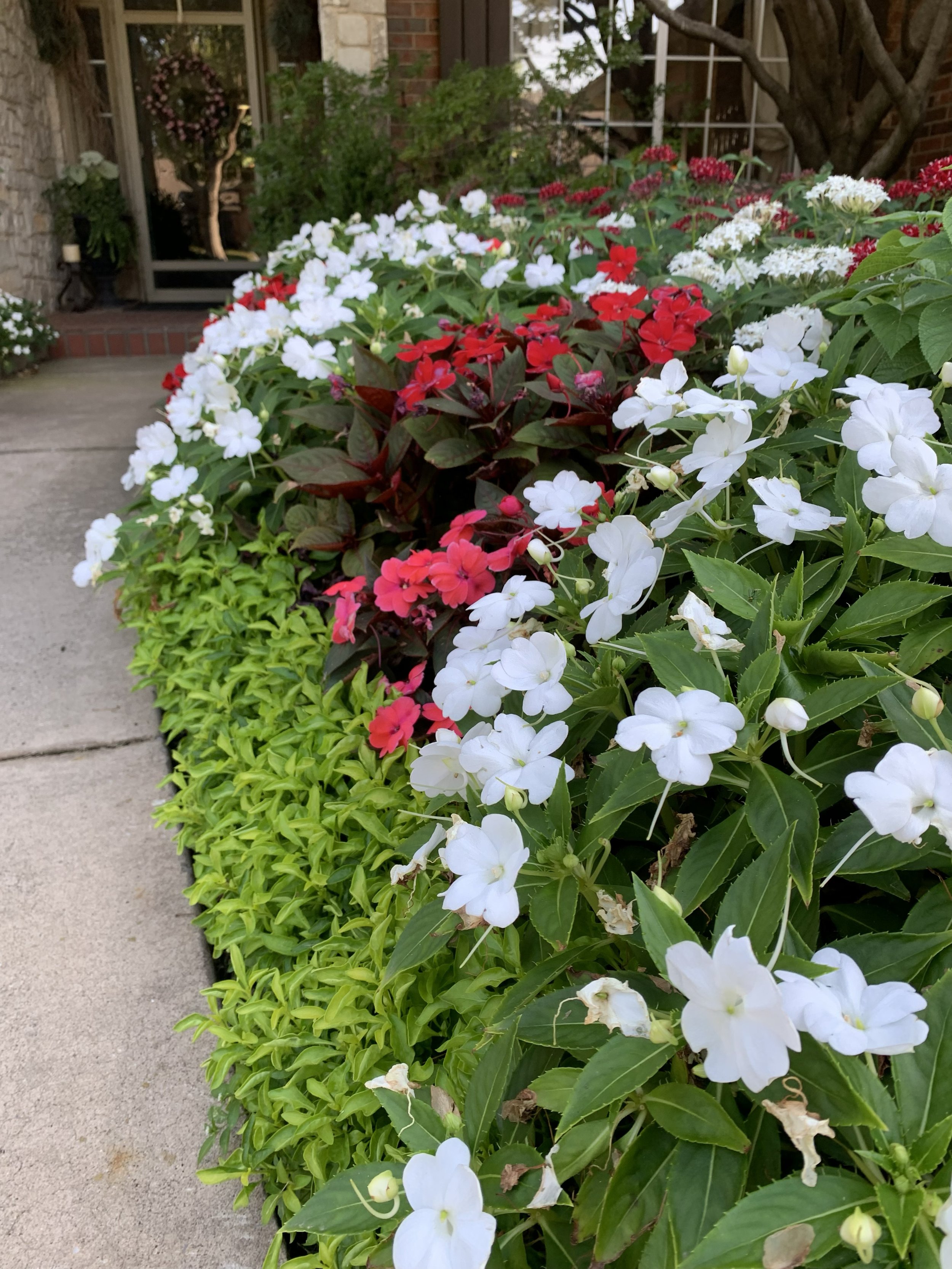Sunpatiens