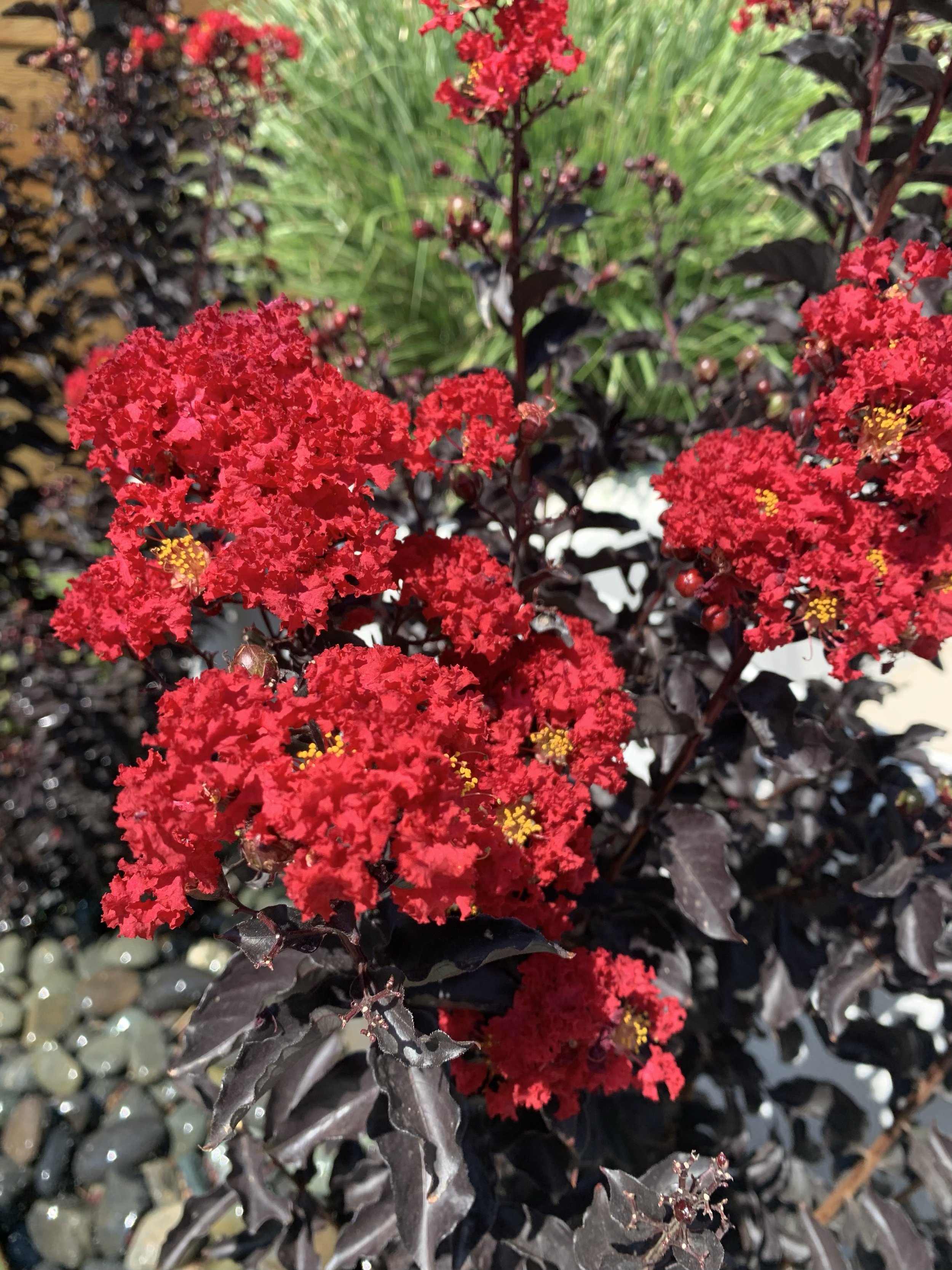 Crape Myrtle