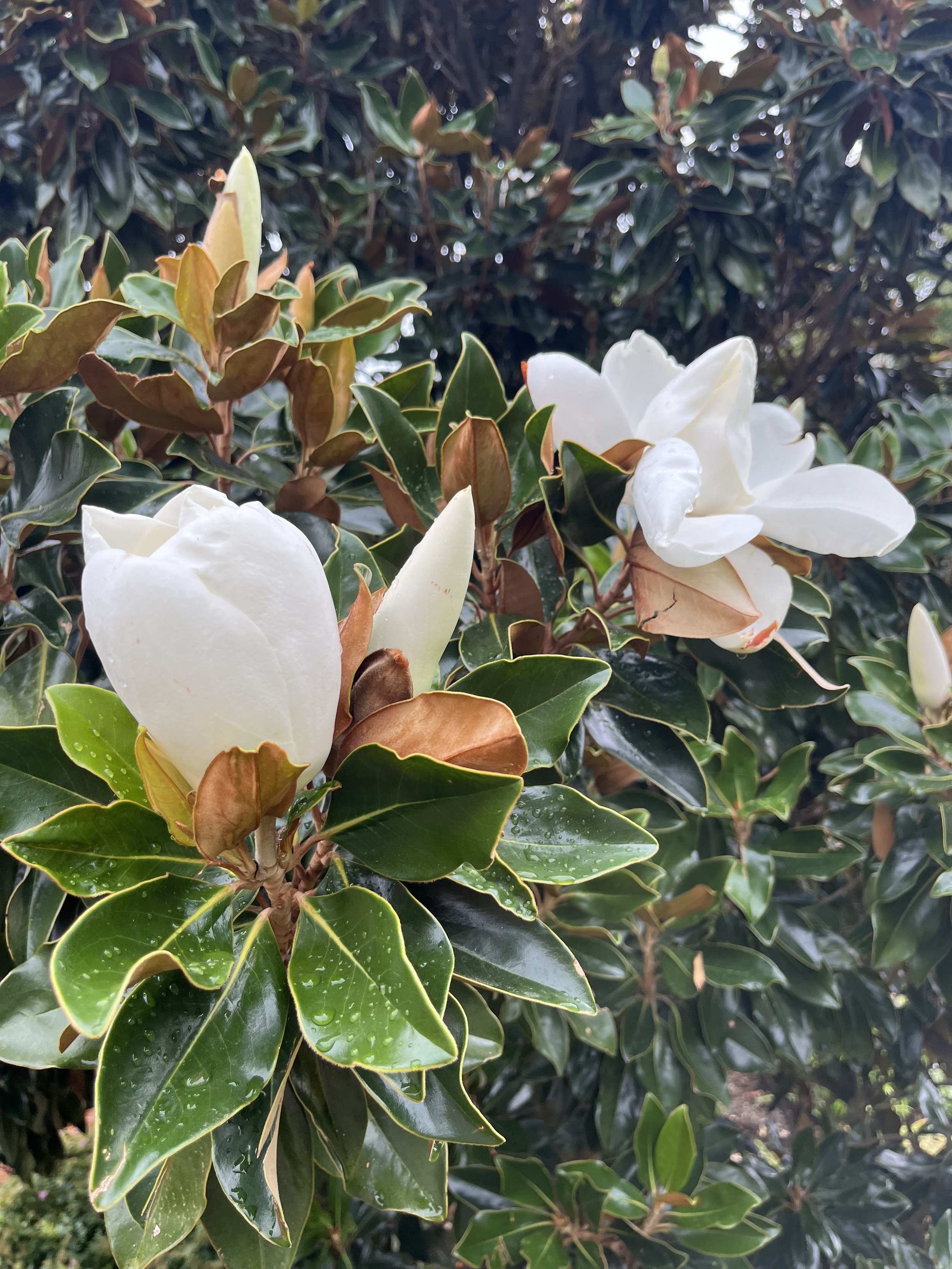 Magnolia